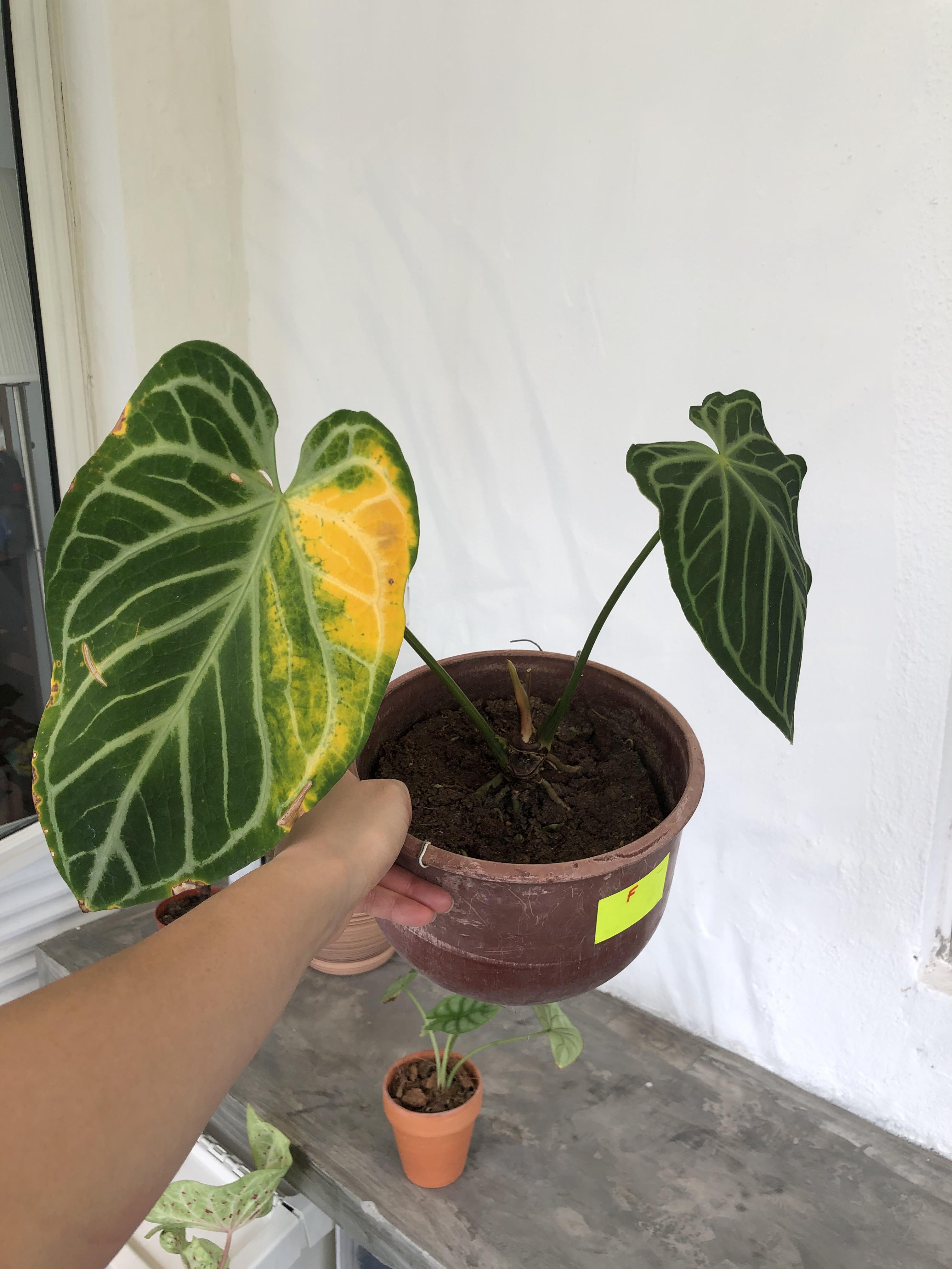 My anthurium crystallinum leaf is yellowing and I cannot figure out why