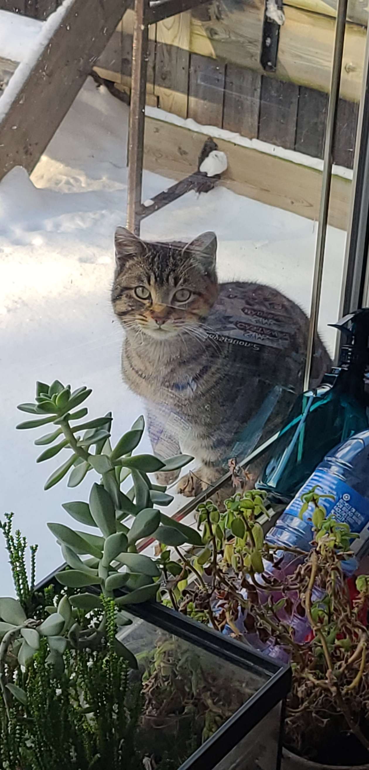 Meet Alfalfa, a barn cat that showed up to my house a few weeks ago