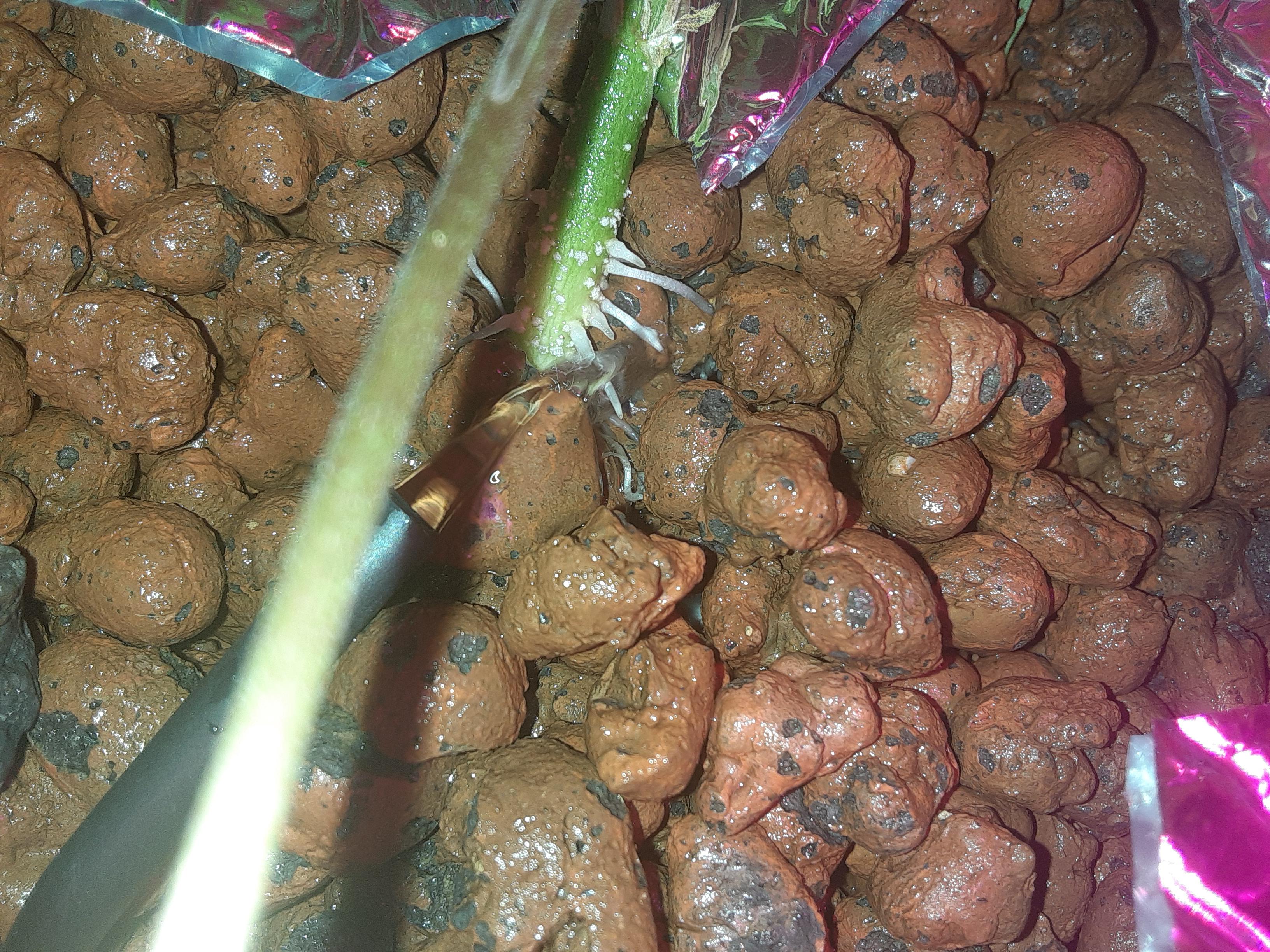 Root sites near top of rocks. Fan leaf turning upside down. Too much