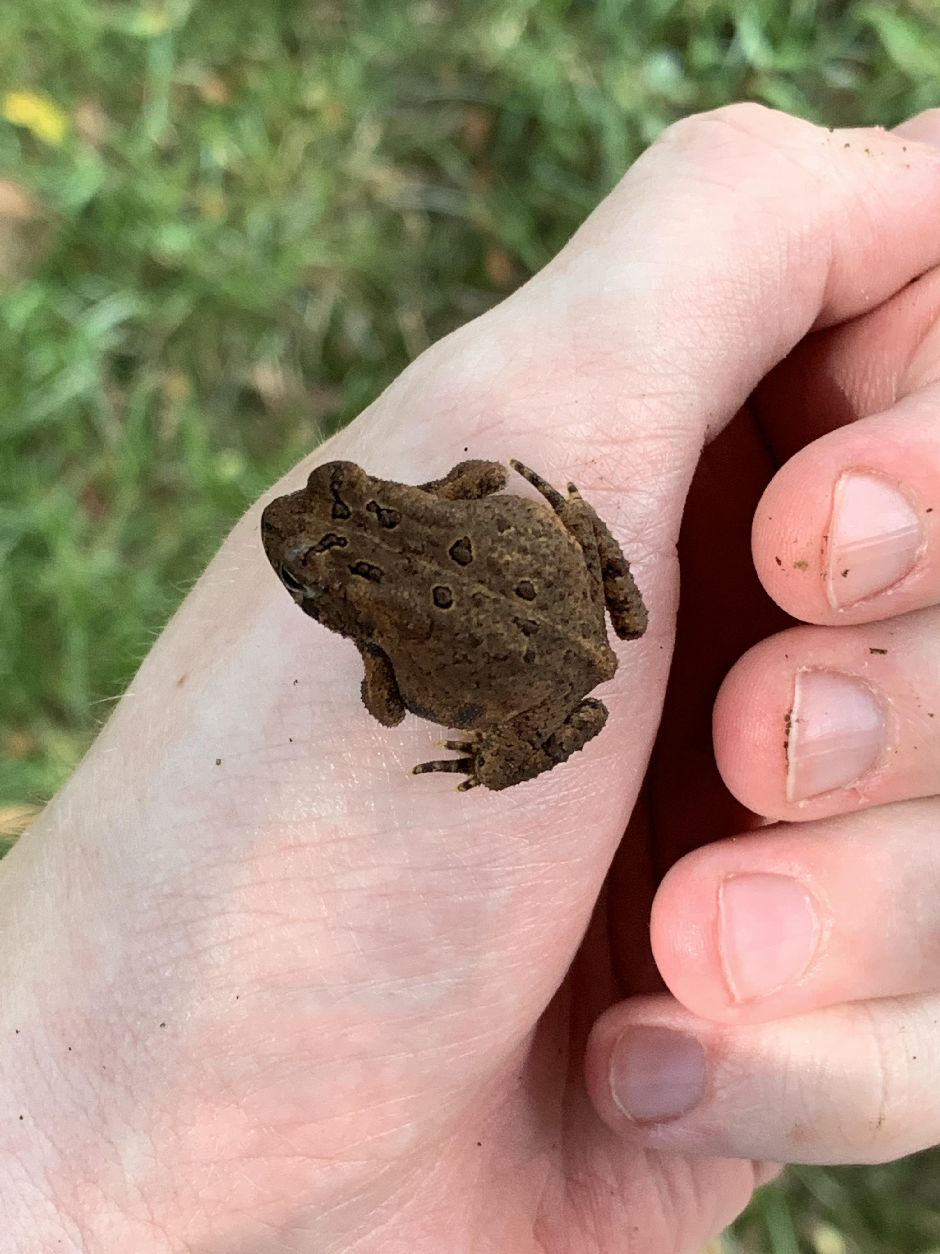 This cute little frog I found while mowing the lawn ) r/aww