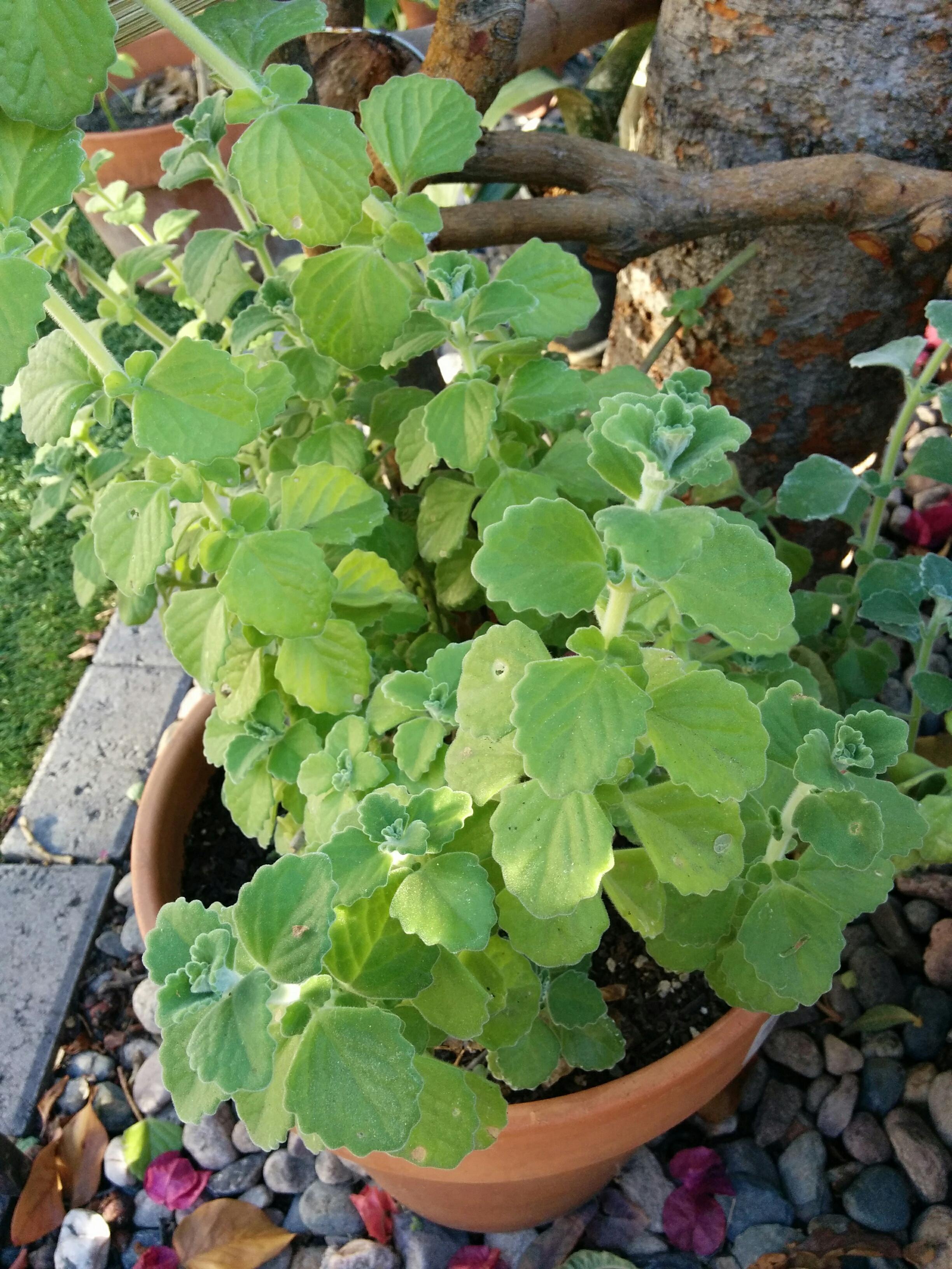[Los Angeles, zone 10b] [Outdoor] Smells somewhat like sage r