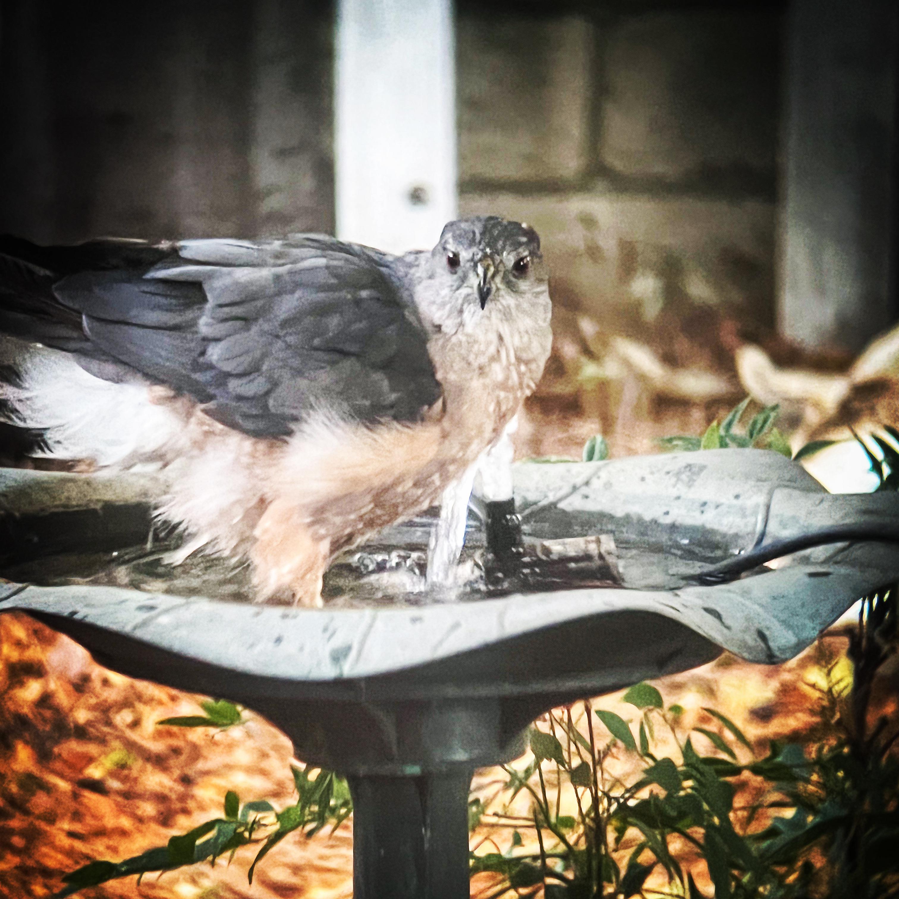 Cooper’s Hawk in the Birdbath r/pics