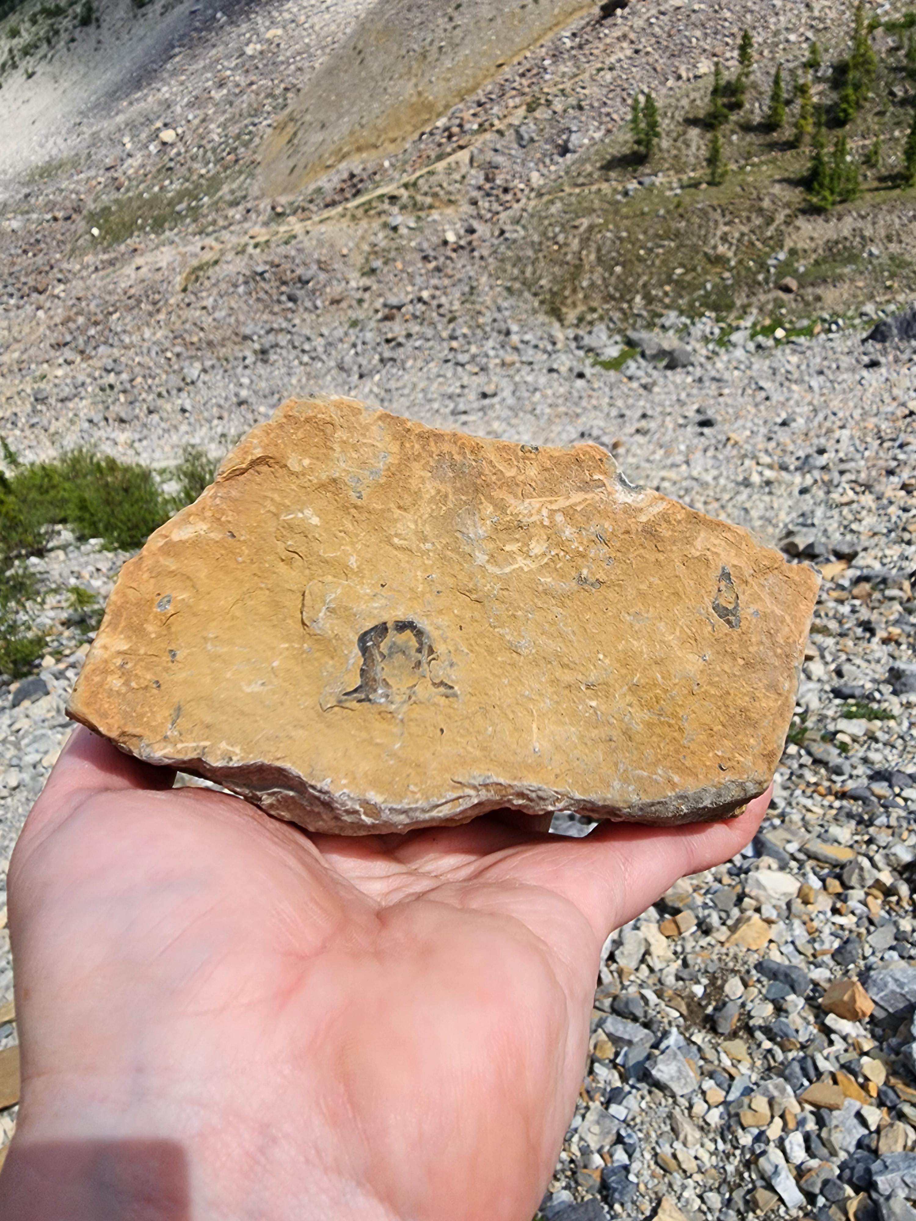 From Burgess Shale Fossil Bed, British Columbia, Canada r/fossilid