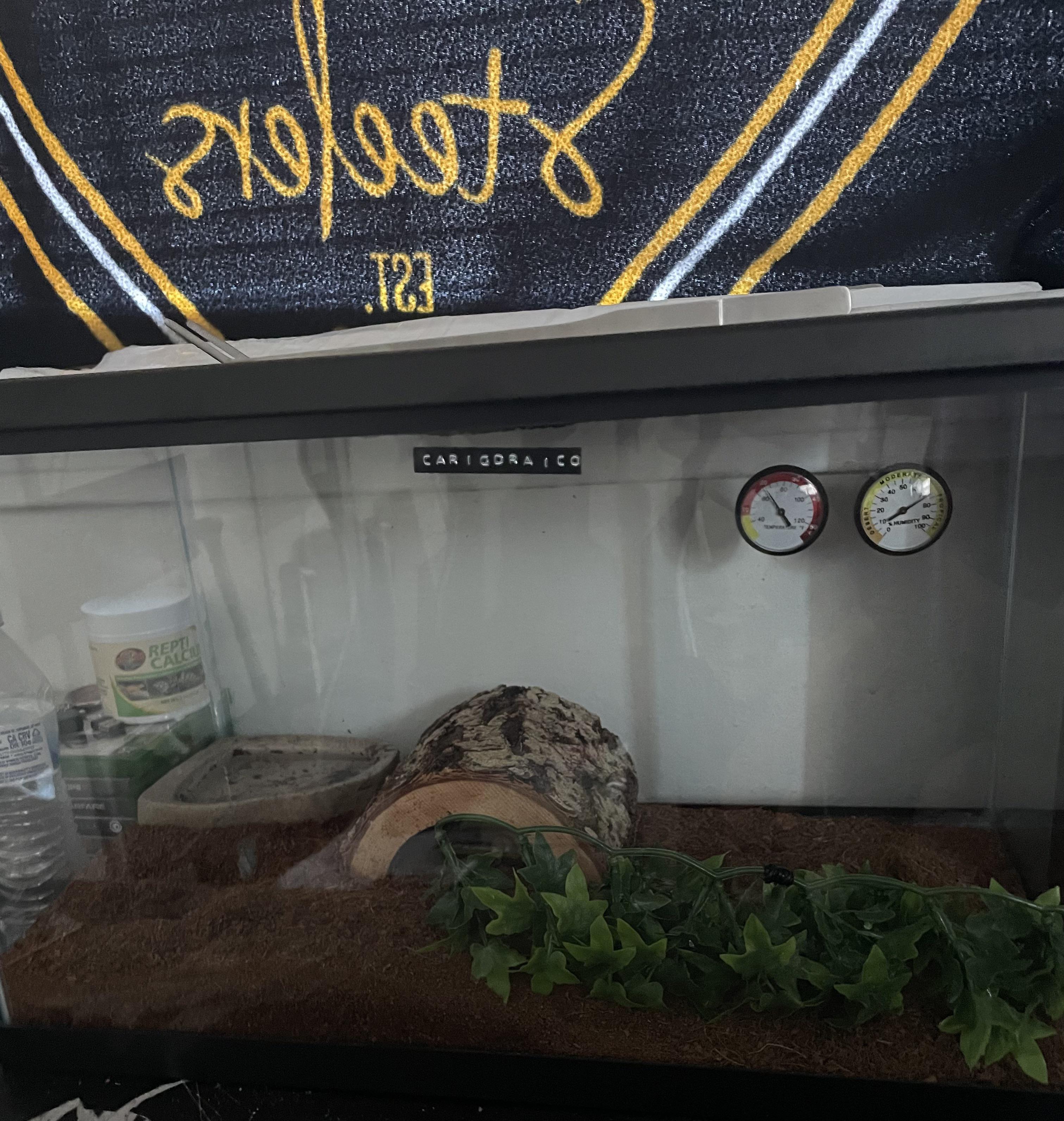 So I’m a new reptile owner and I own a spotted leopard gecko and I
