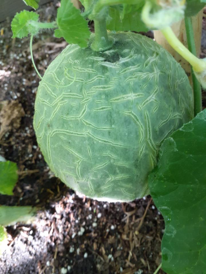Hey all! This was labeled a 'Sugar Cube Melon' (which I realized after