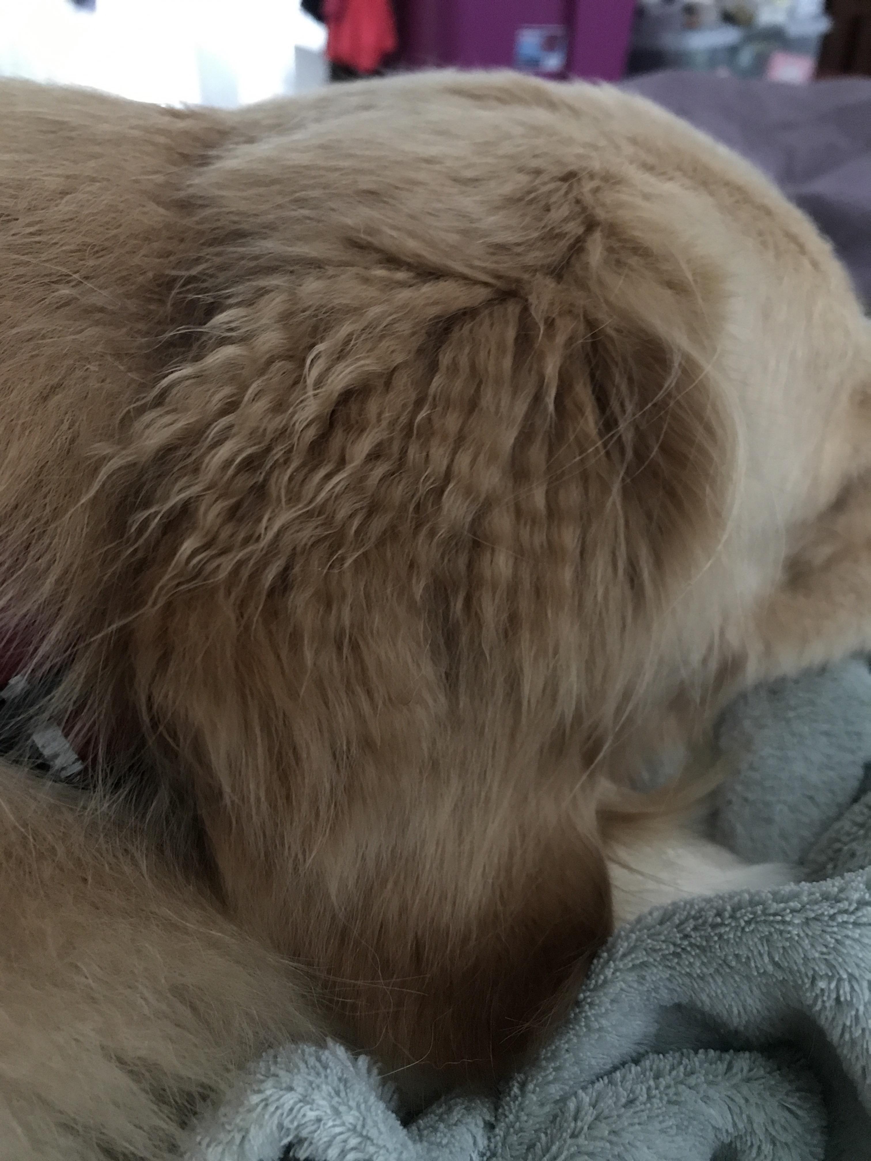 Anyone else's dog channel their inner 80s girl when their ears get wet