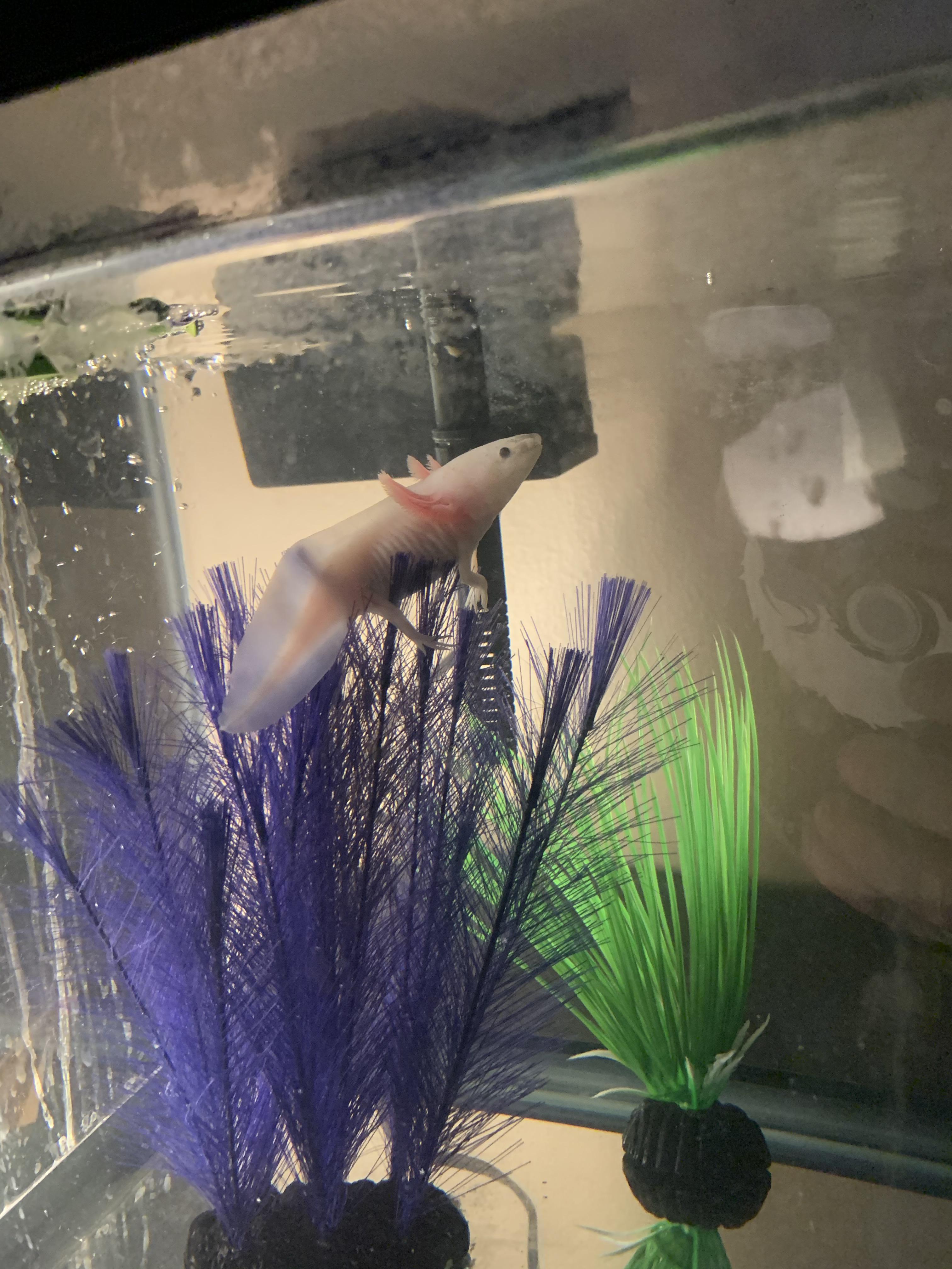 Woke up to my axolotl floating and sleeping in his plant... r/axolotls