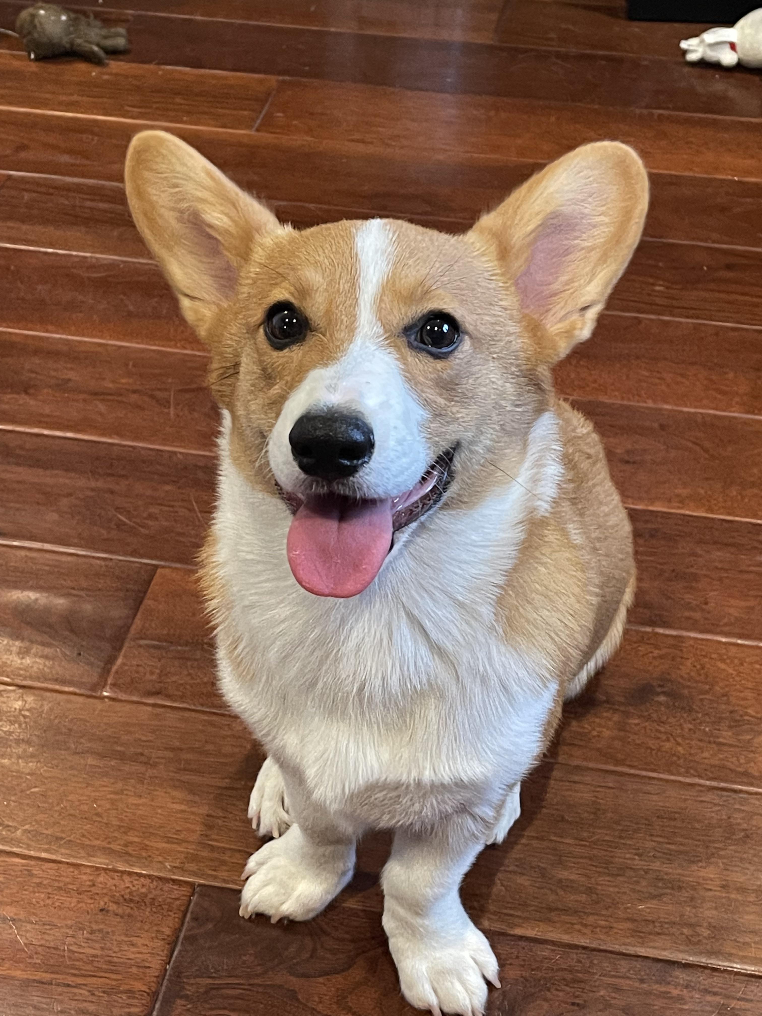 I’m sure it’s been asked many many times, but what’s the best brush