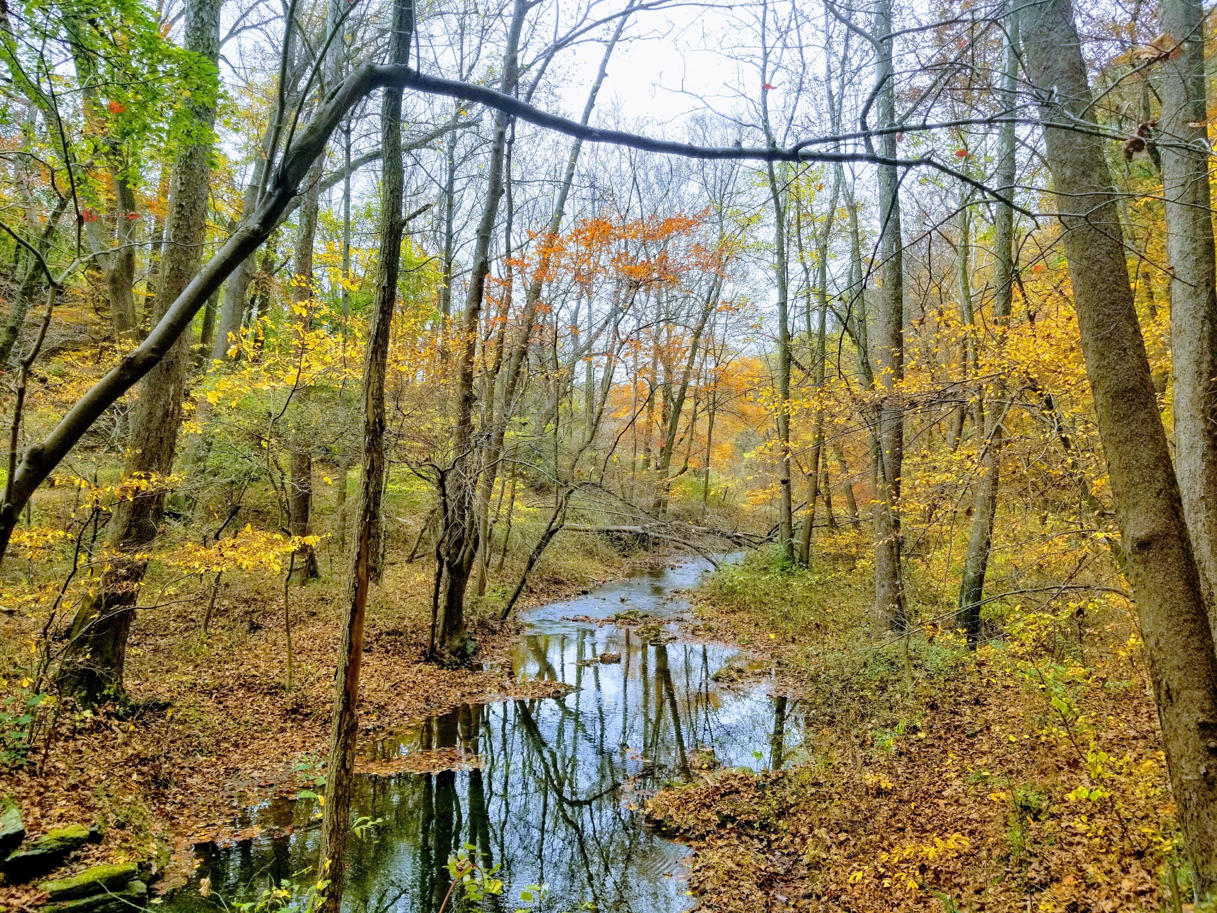 Golden fall day in Pennsylvania woods [OC] [4032x3024] r/EarthPorn