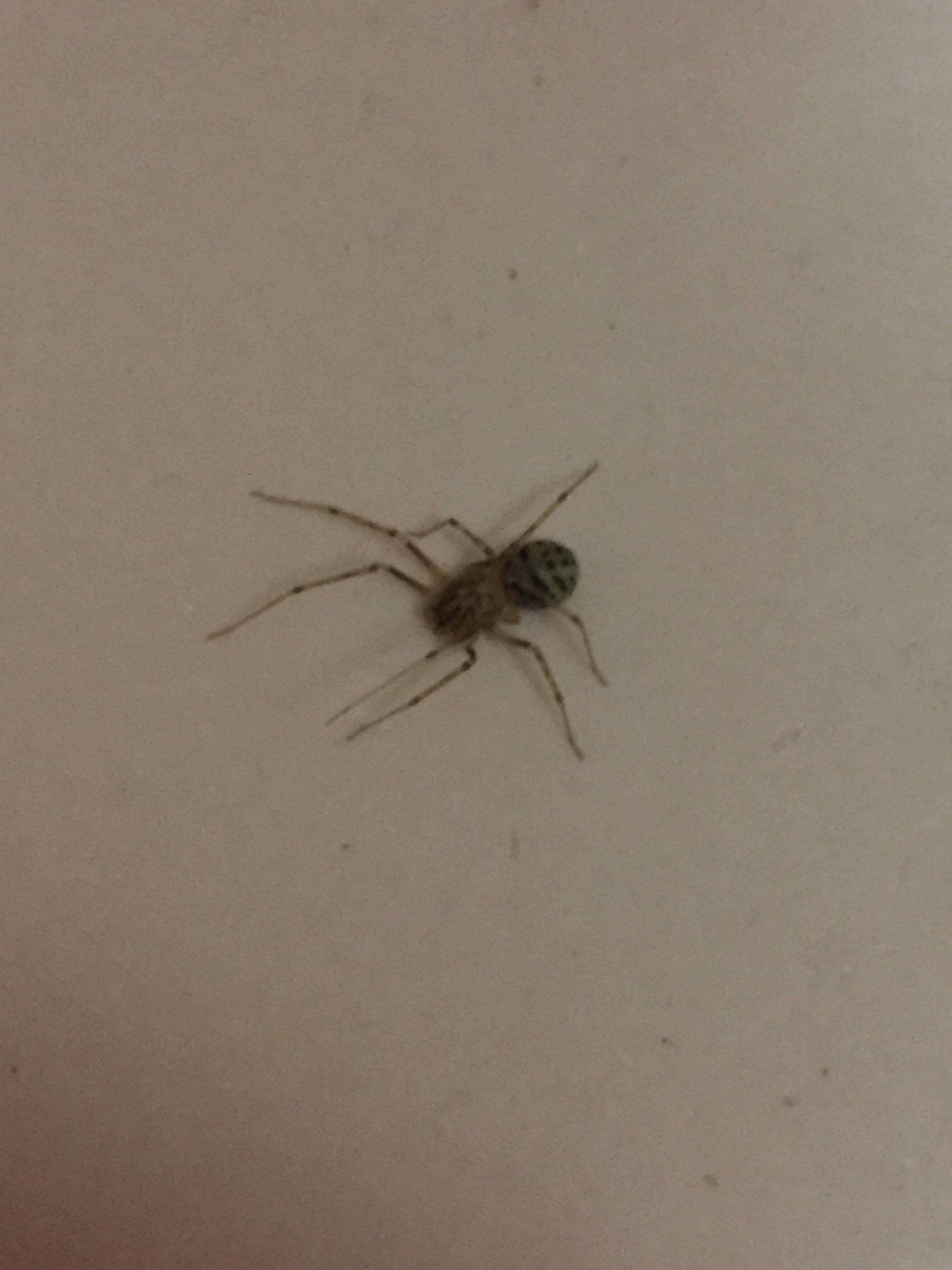 Id please, my bathtub Sydney Australia r/spiders