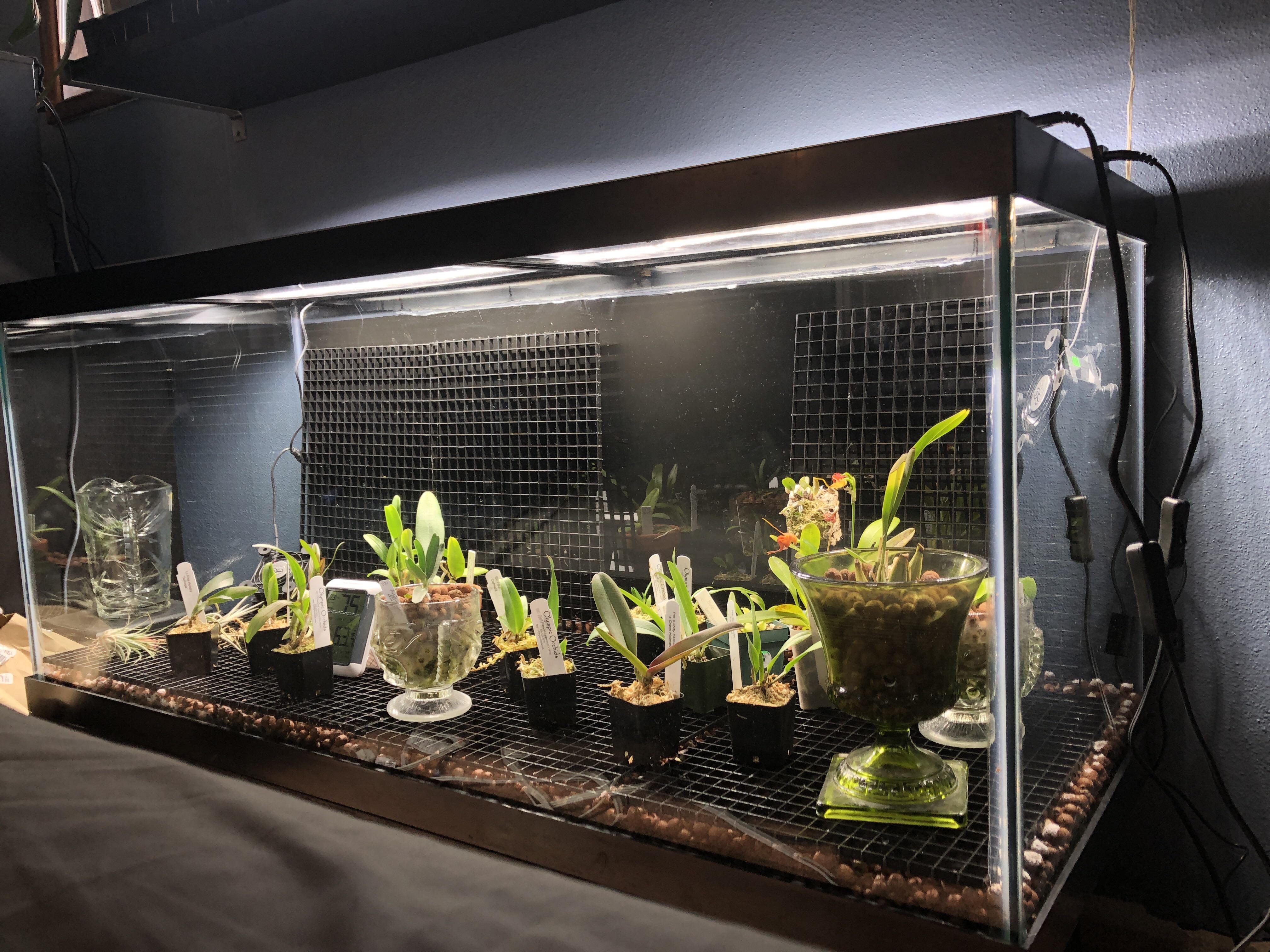 Orchid Fish Tank
