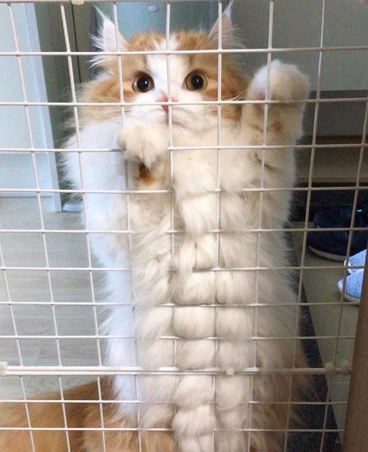 cat with abs. power 99+ charisma 99+