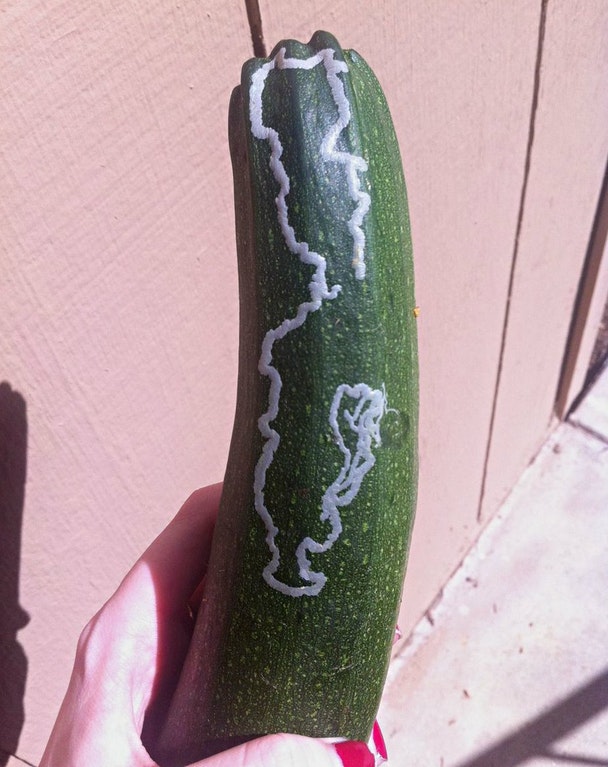 There's a small bug right under the skin of this zucchini just doing