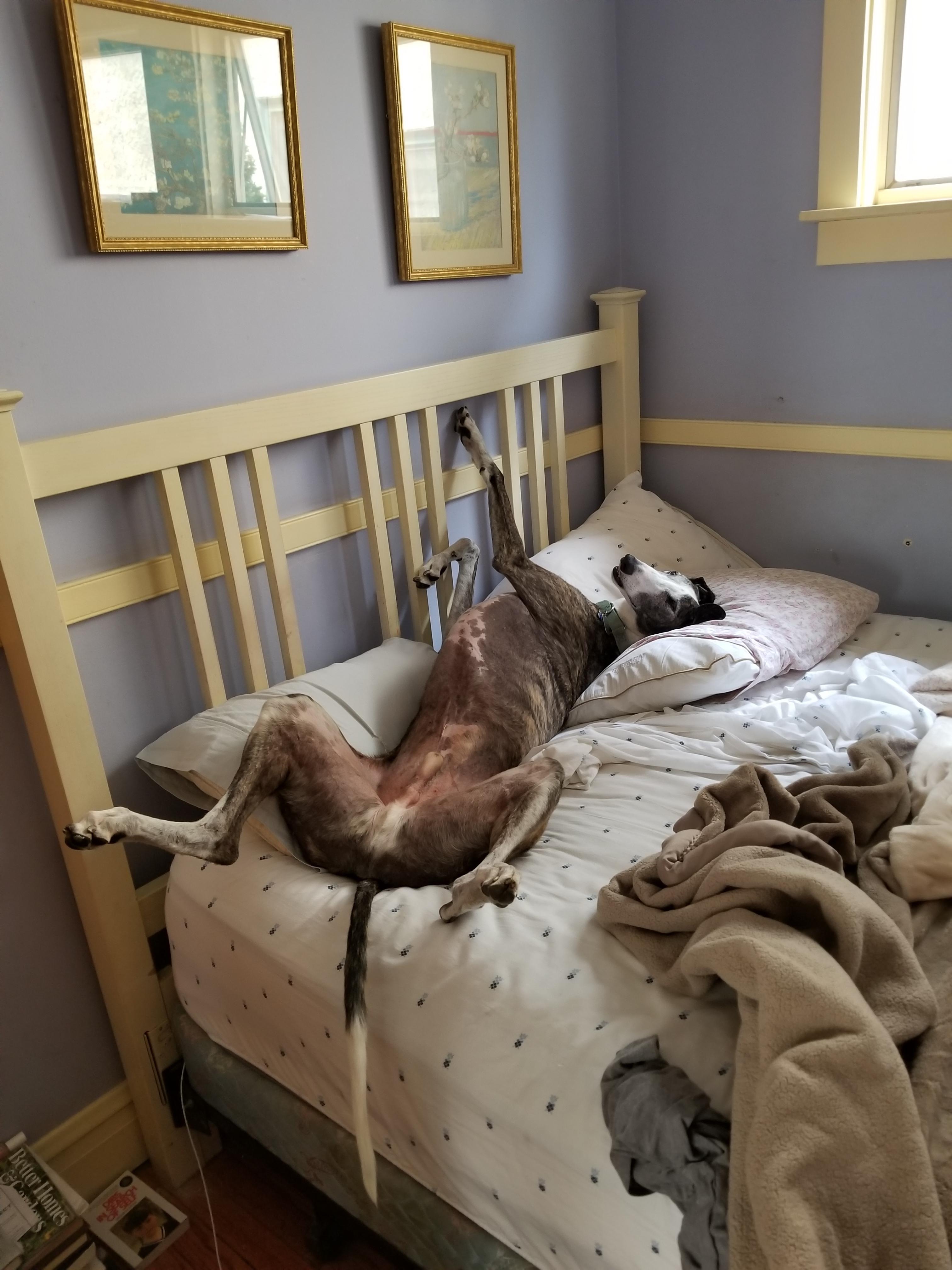 He loves the days when I to make the bed! r/Greyhounds