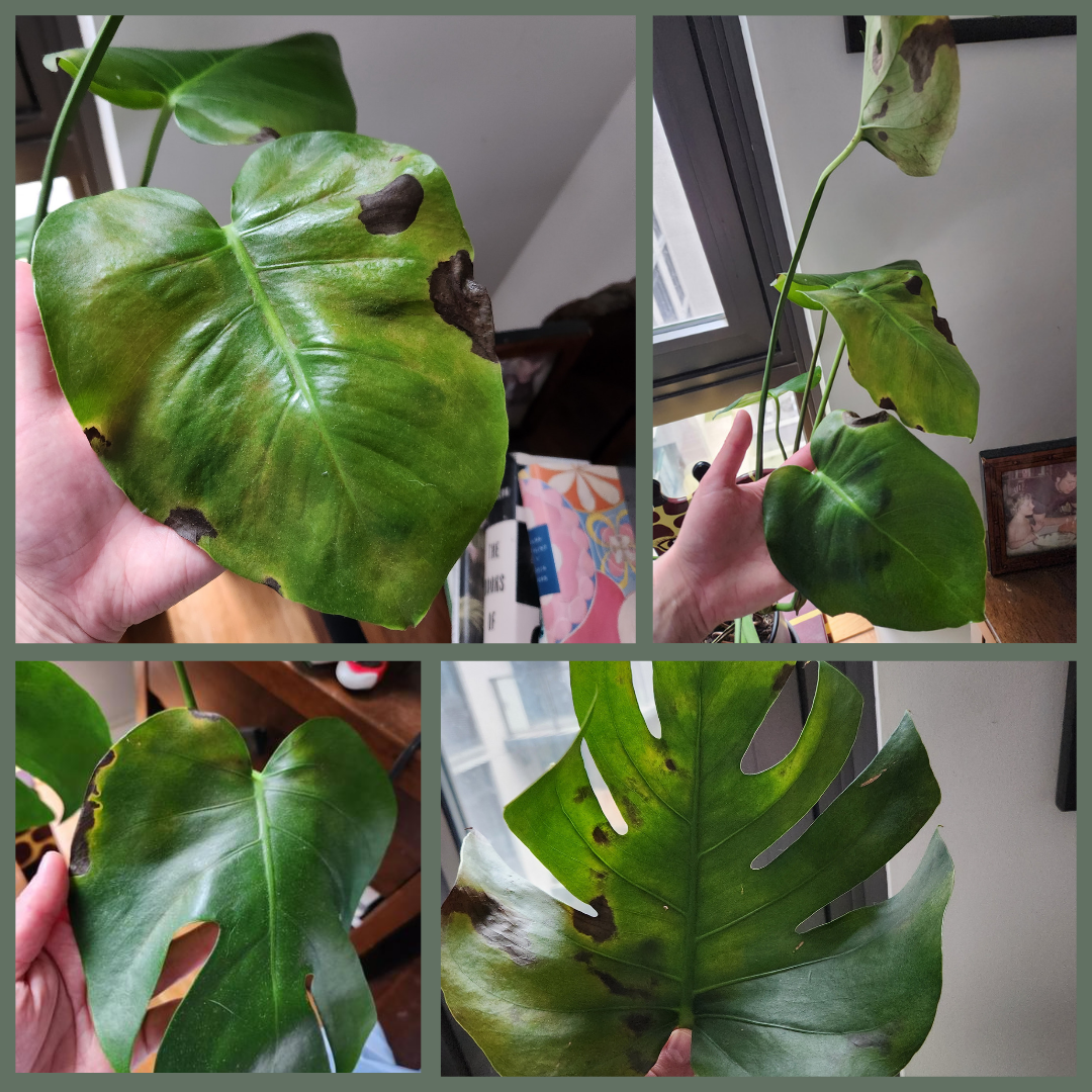 What is killing my monstera? This happened over a few days. Can I save
