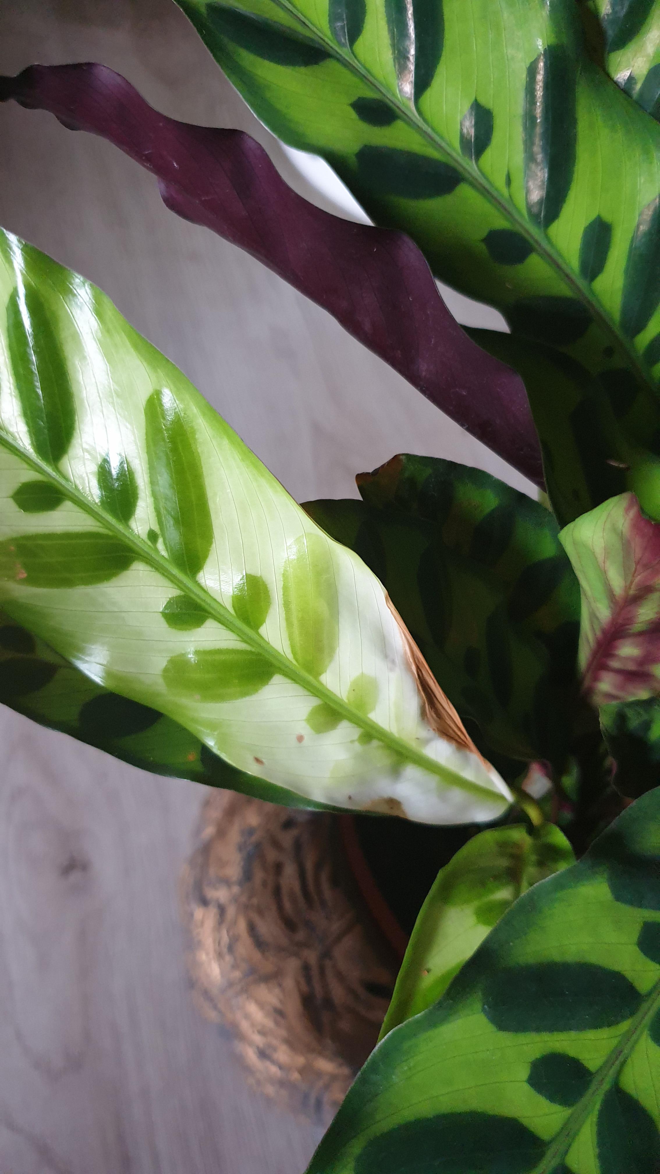 Help! Leaves of Rattle Snake Plant (Calathea lancifolia) turning light