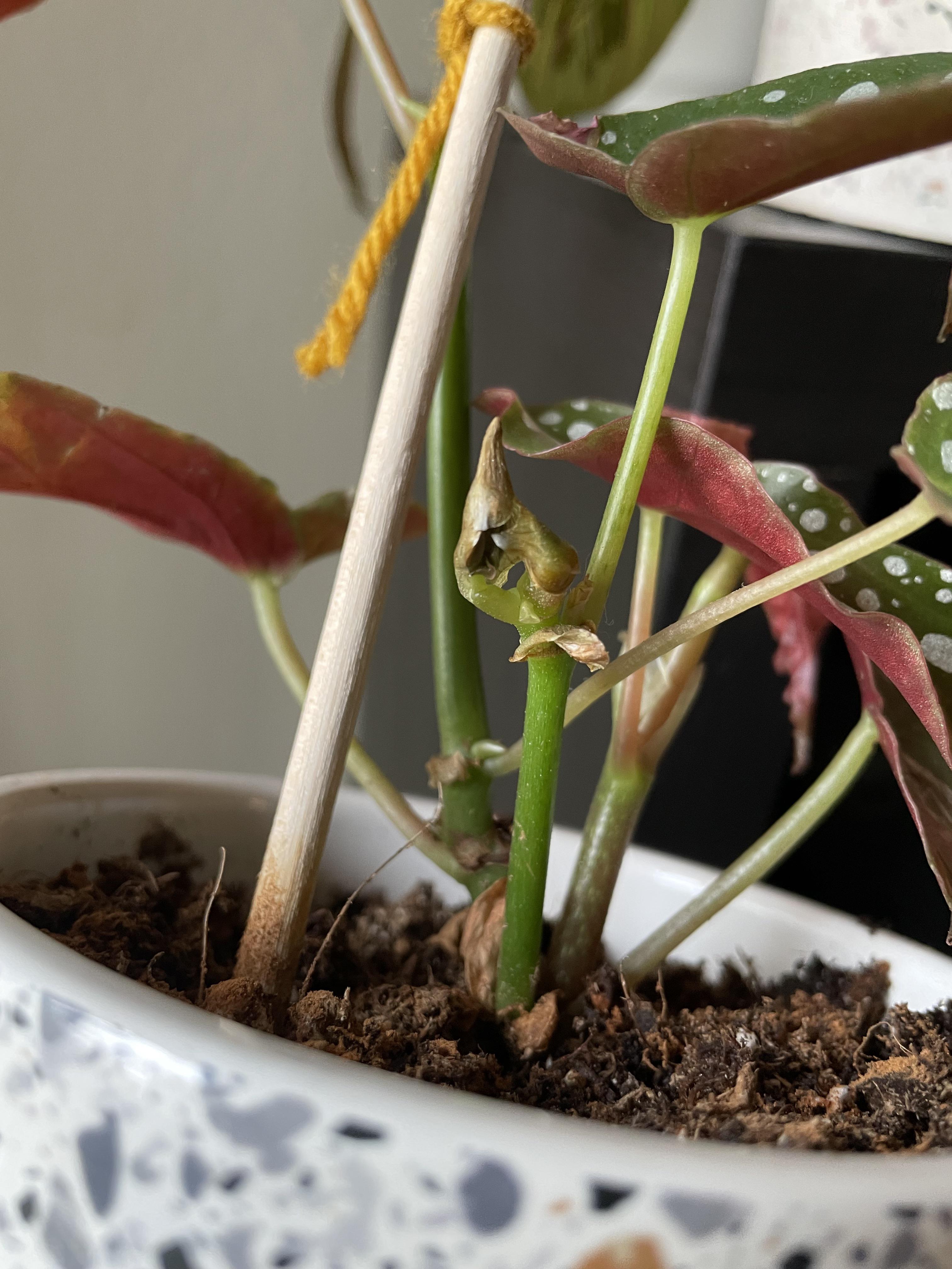 Any ideas why new begonia leaves are dying before unraveling? r/houseplants