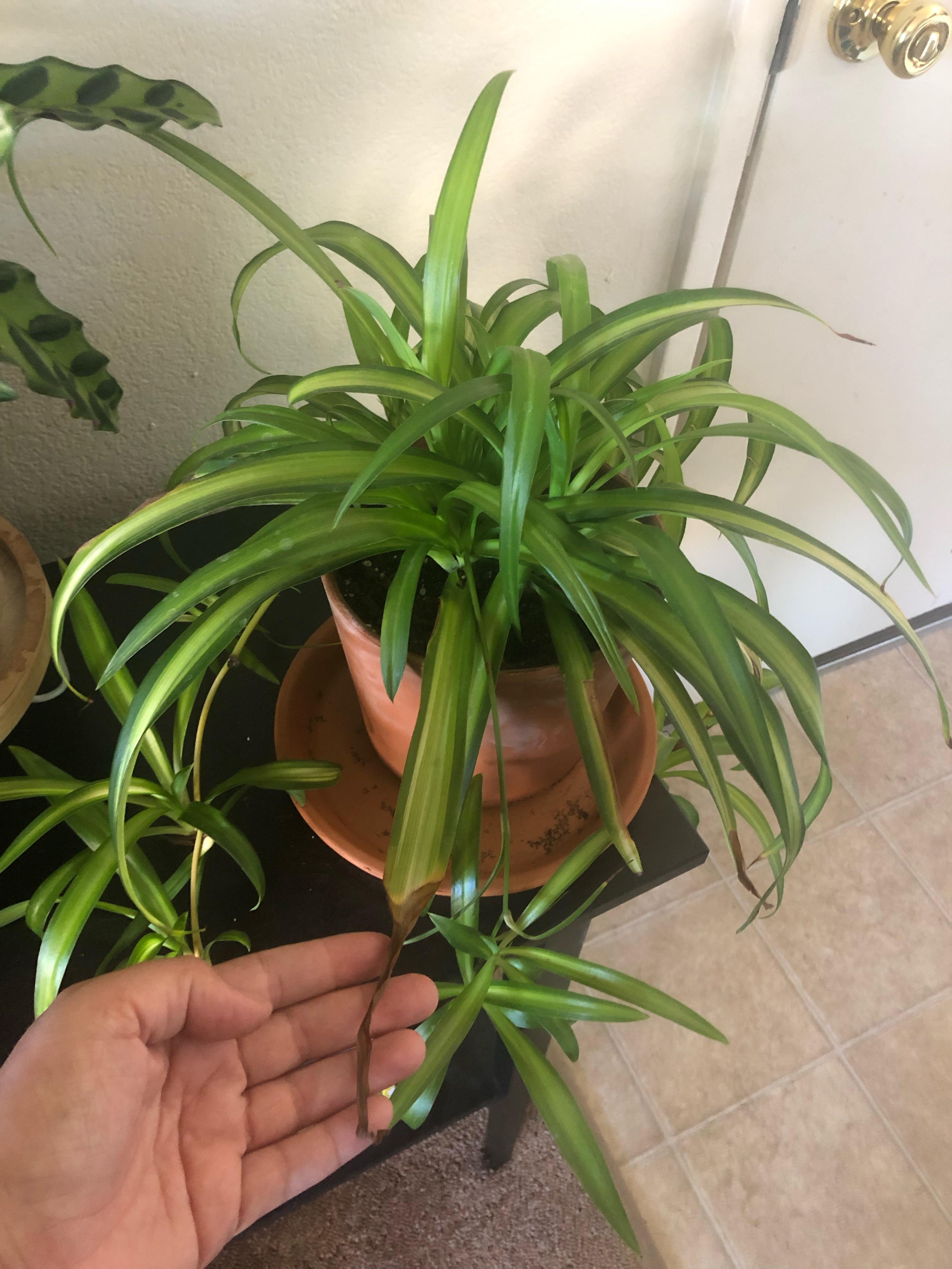 Spider plant has brown, crunchy tips, bought a month ago and reported a