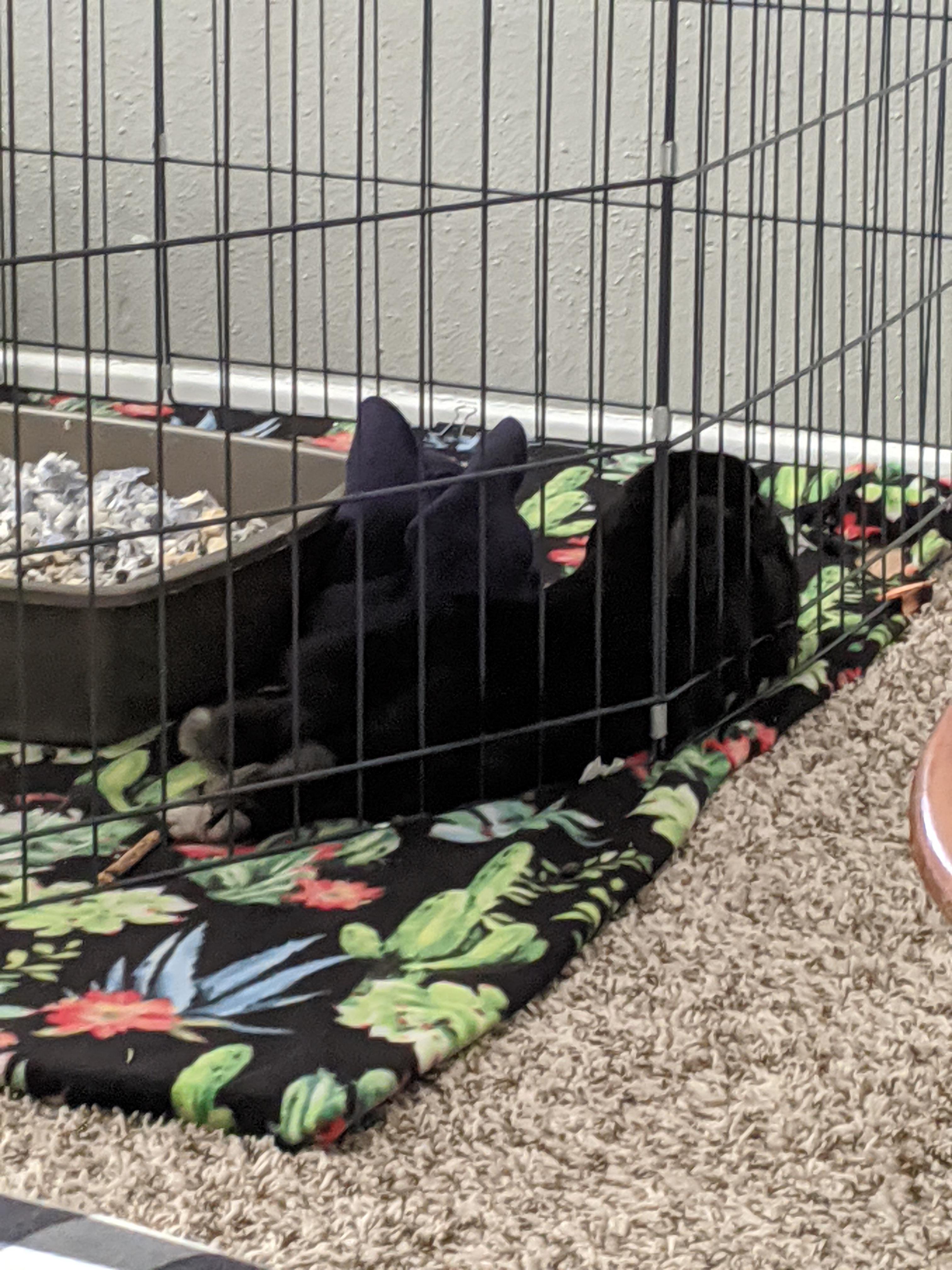 There is only one rabbit in there. Somehow she sculpted a cuddle bunny