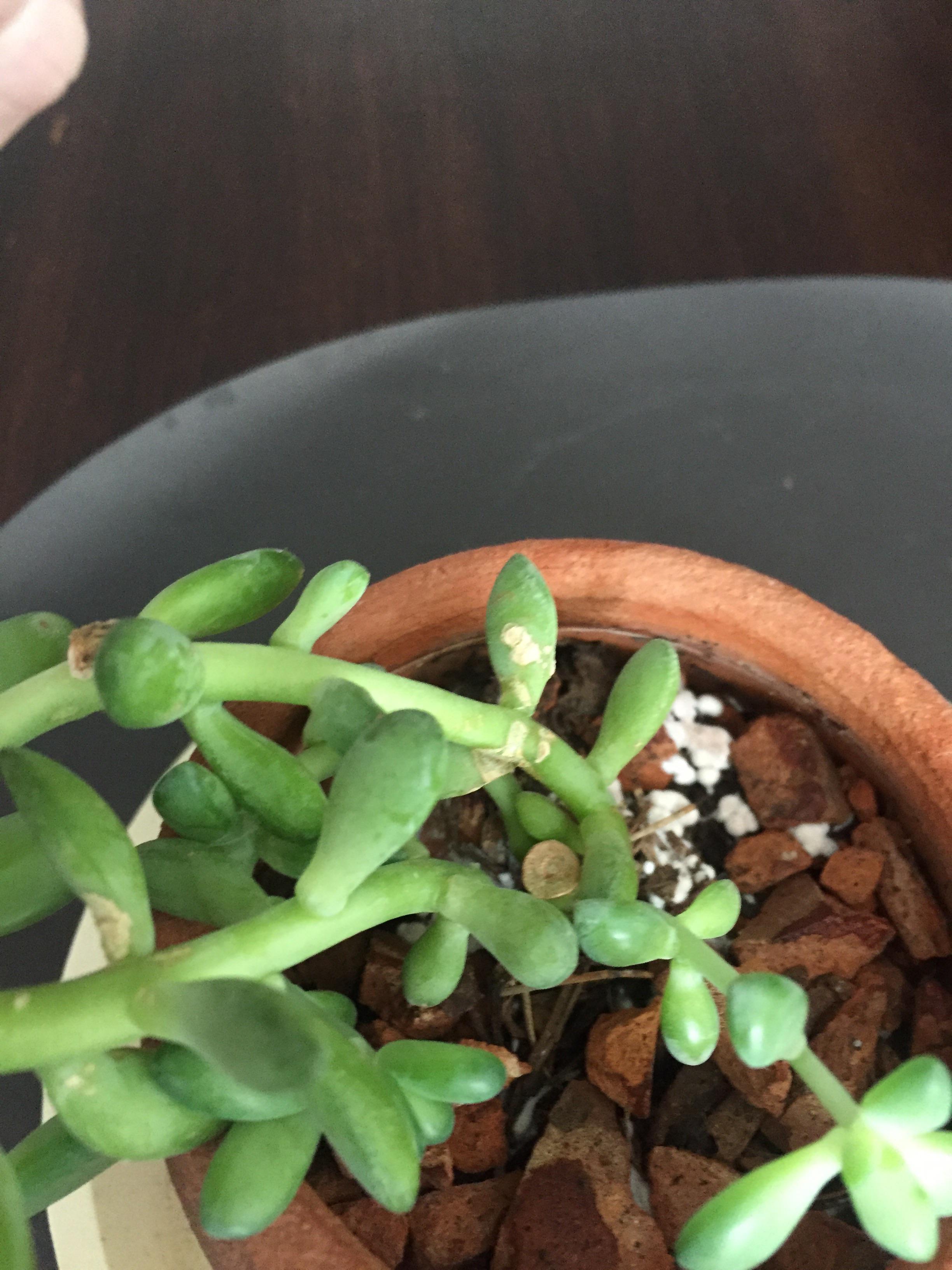 Does anybody know why there are whiteish dry spots on several sections