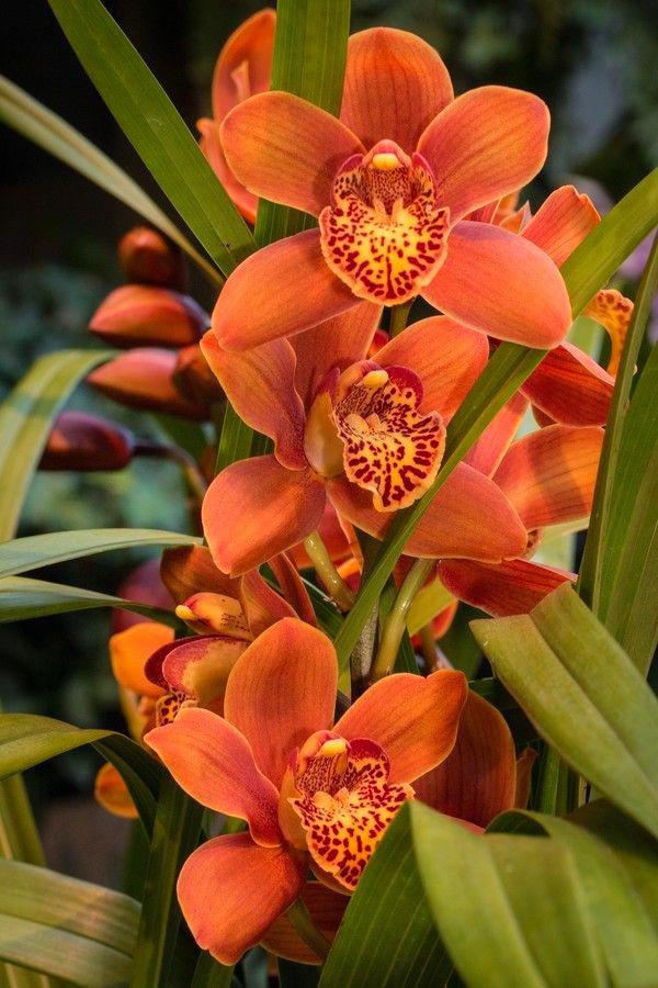 Cymbidium Charlie Brown r/flowers