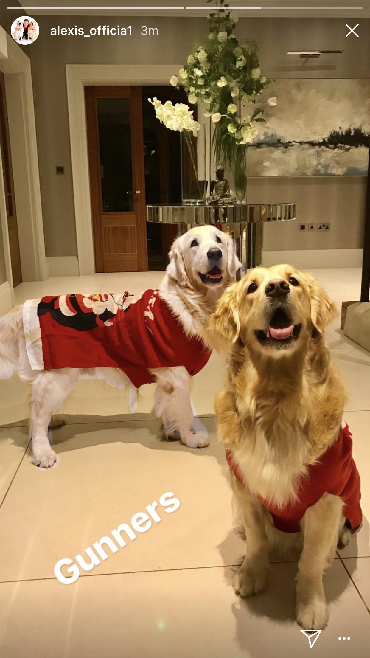 Alexis’ latest Instagram story, the dog sweaters are back! r/Gunners