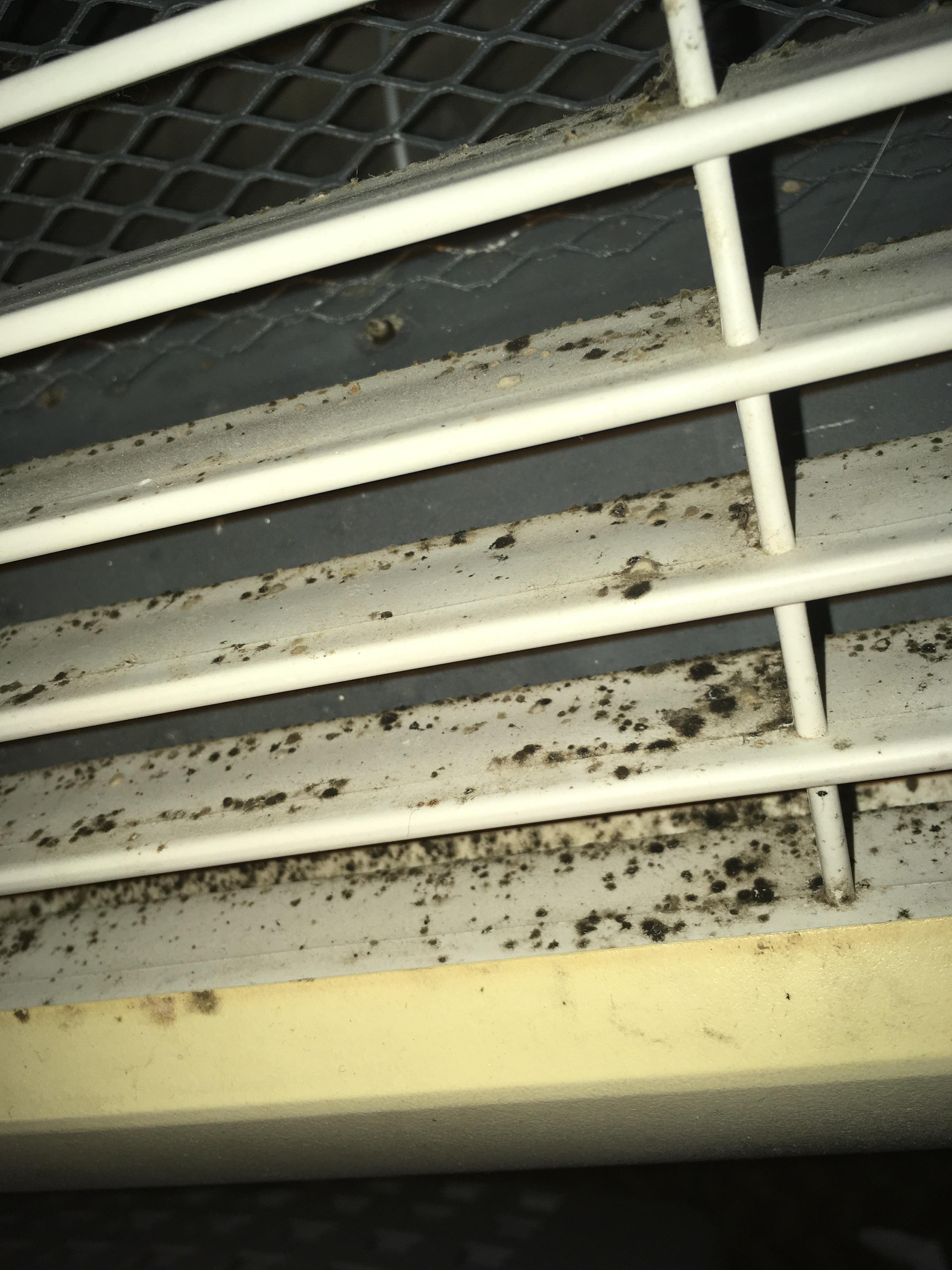 May someone please identify if this is black mold or a mold of sort r