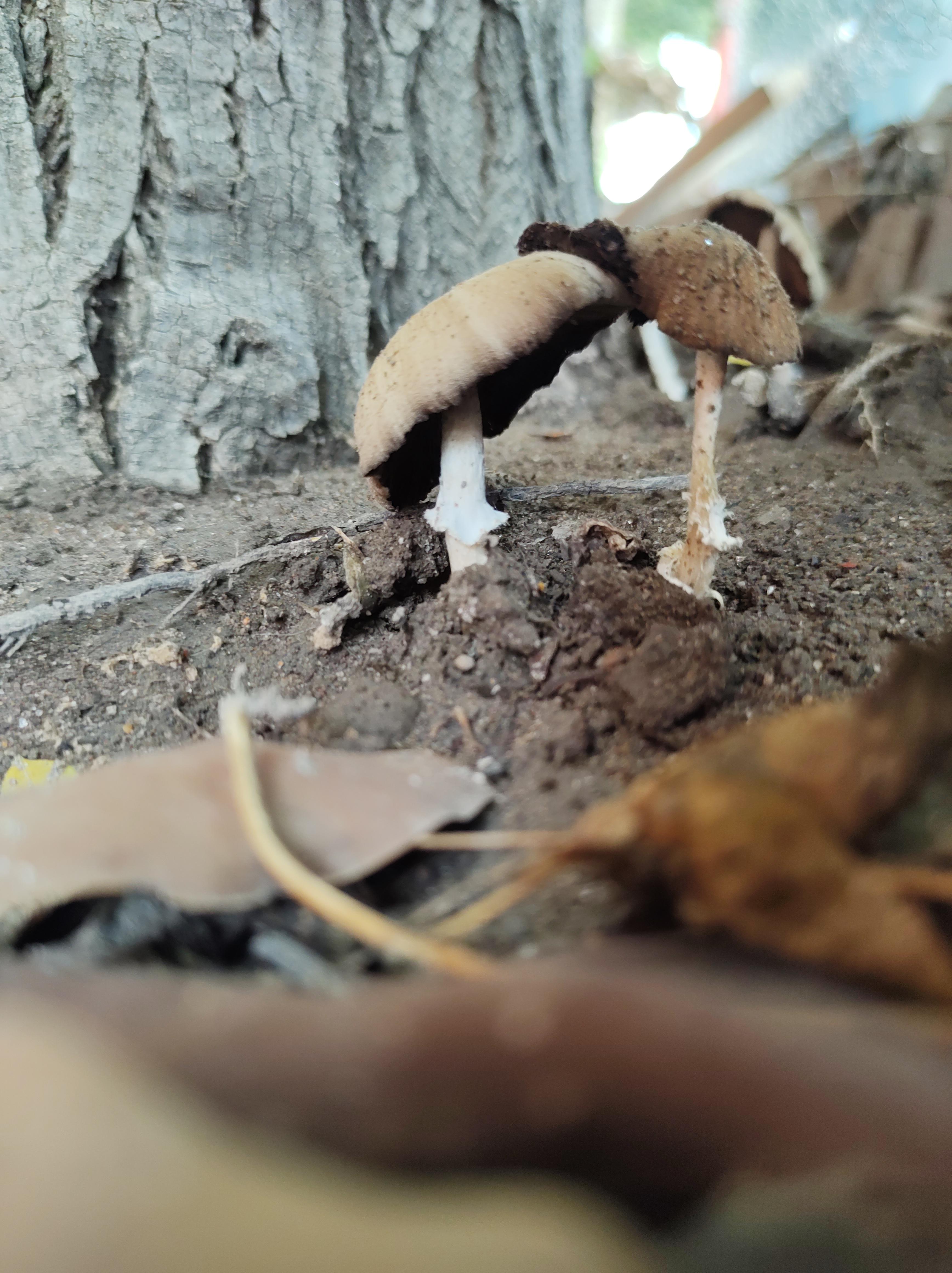 Mushroom México r/mycology