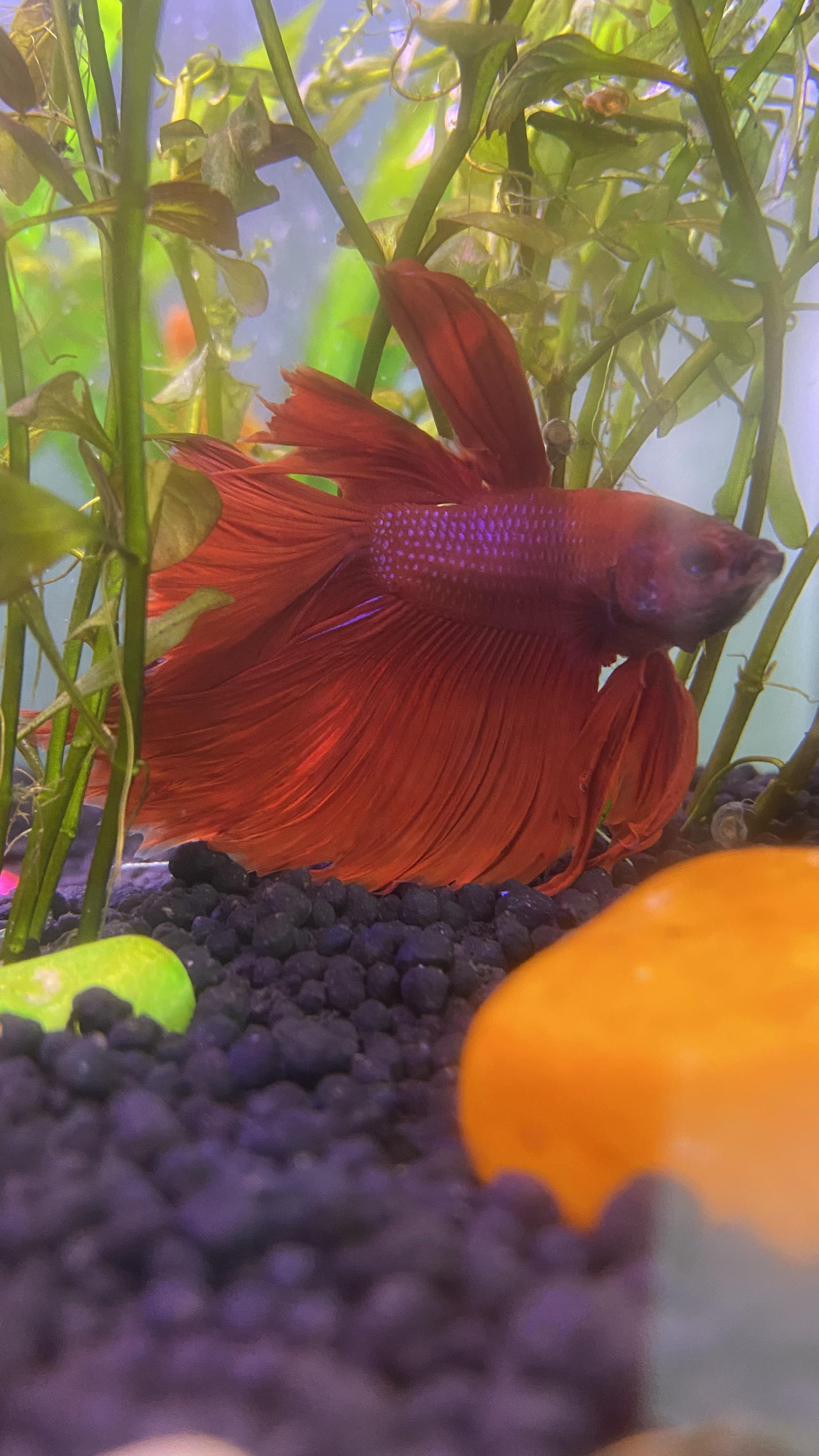 My Betta fish 🍎 (Jam) is so beautiful! r/pics