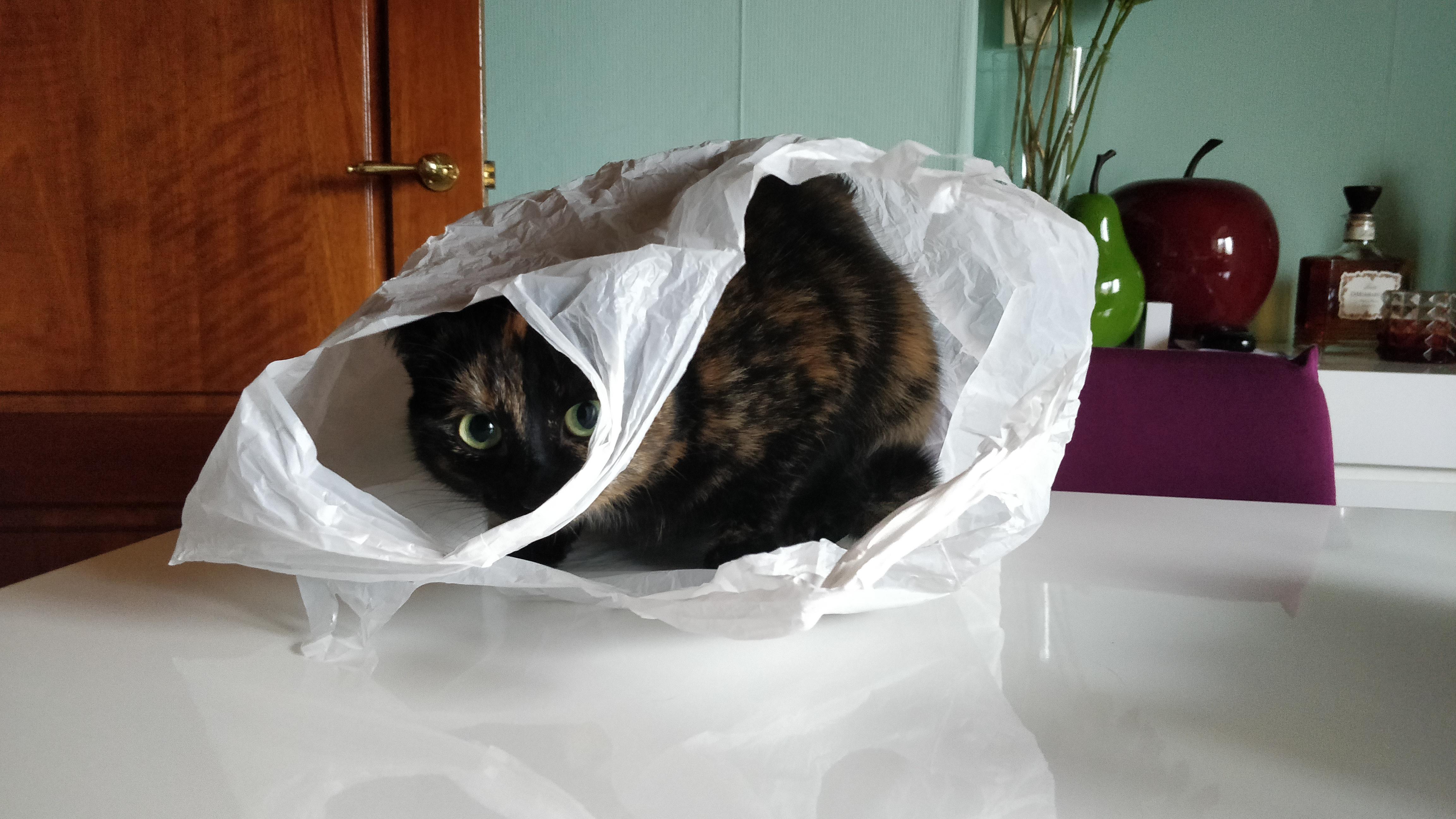 Obsessed with getting that bag 💰 r/cats