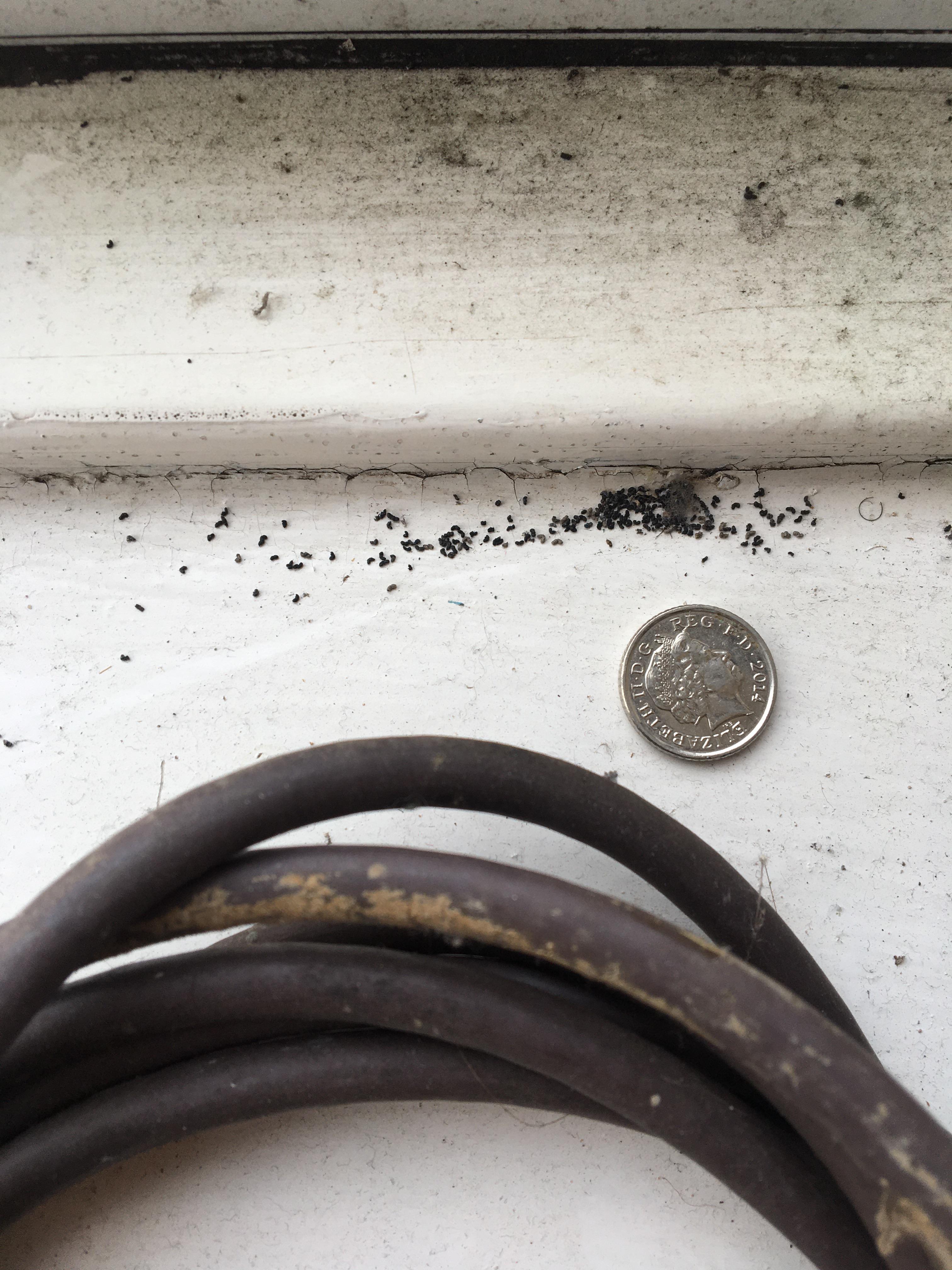 Tiny tiny droppings on windowsill, 5p for reference. Found a mouse nest