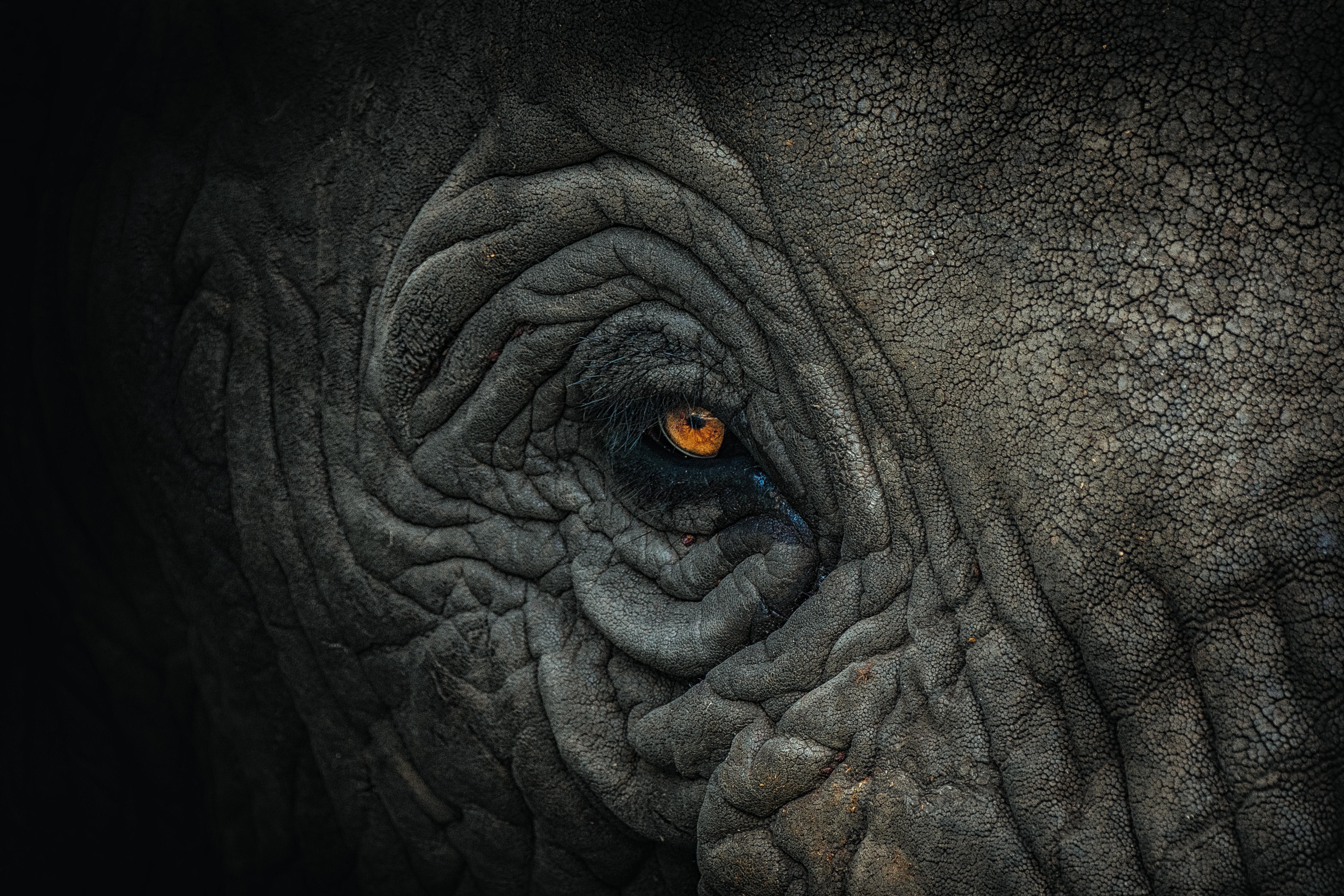[XH1 100400mm] Elephants eye in Tanzania r/fujix