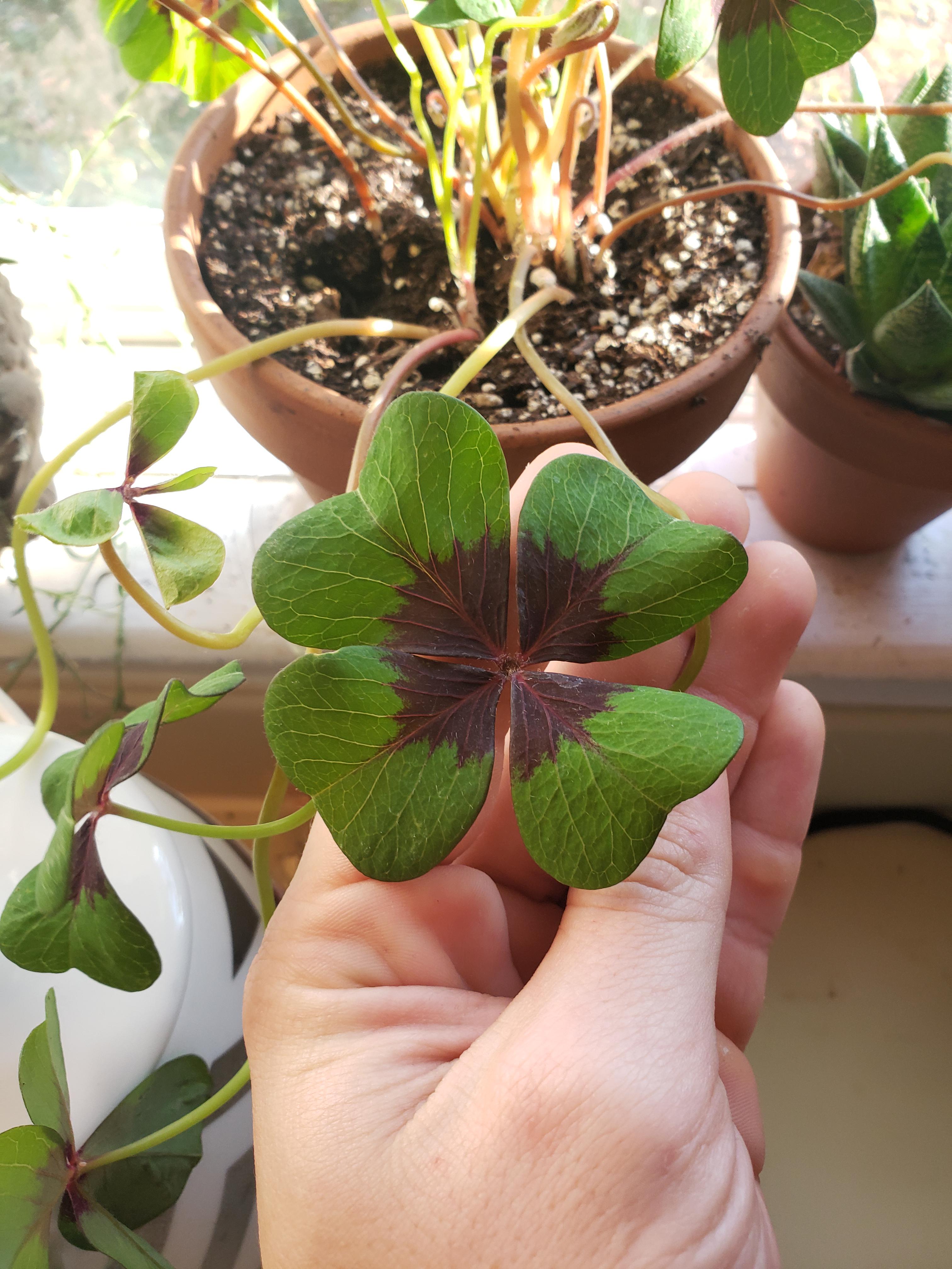 I'm absolutely obsessed with my Oxalis Iron Cross r/plants