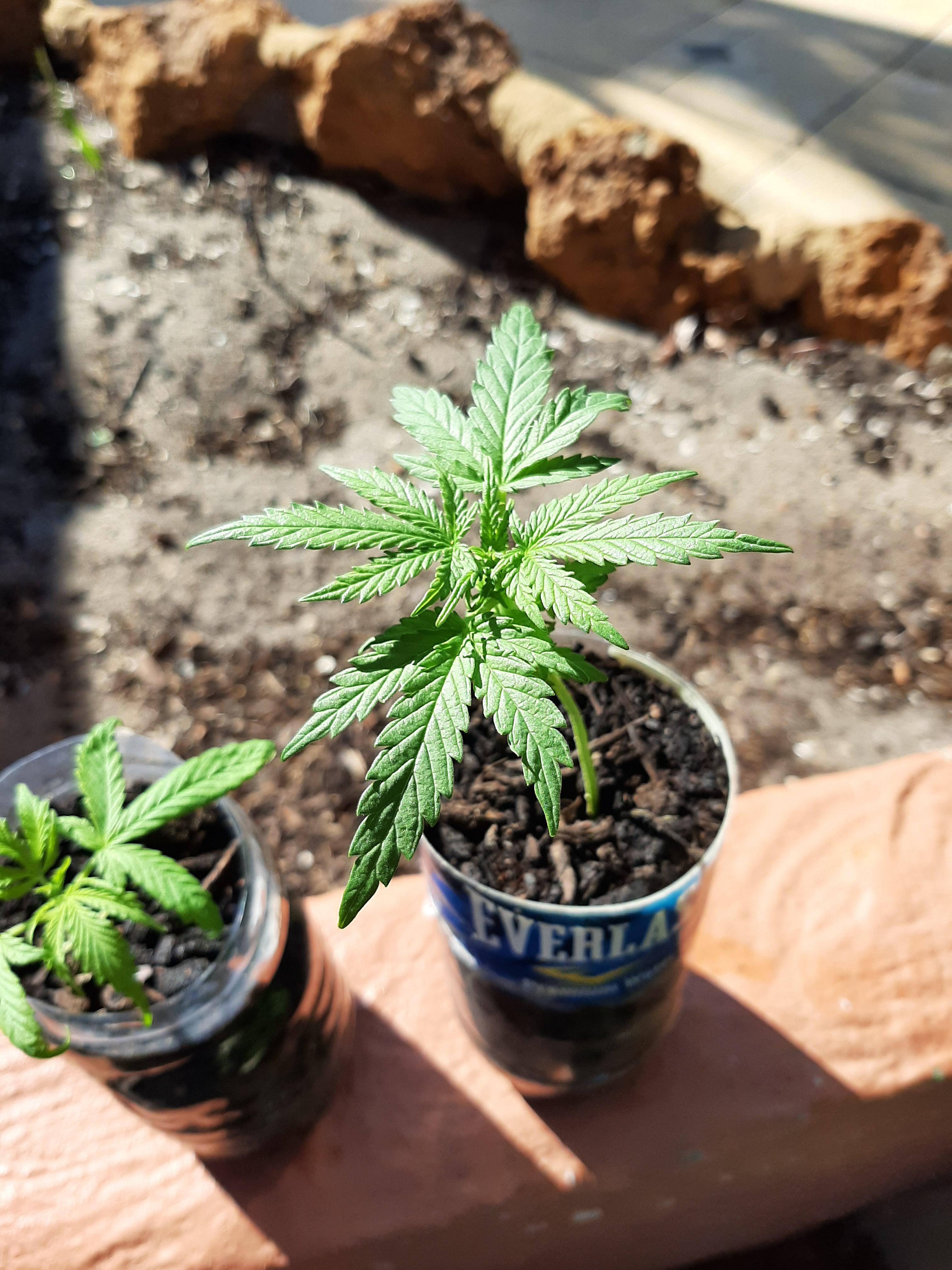 First plant ever onr unknown and the other cheese cake strain r/ausents