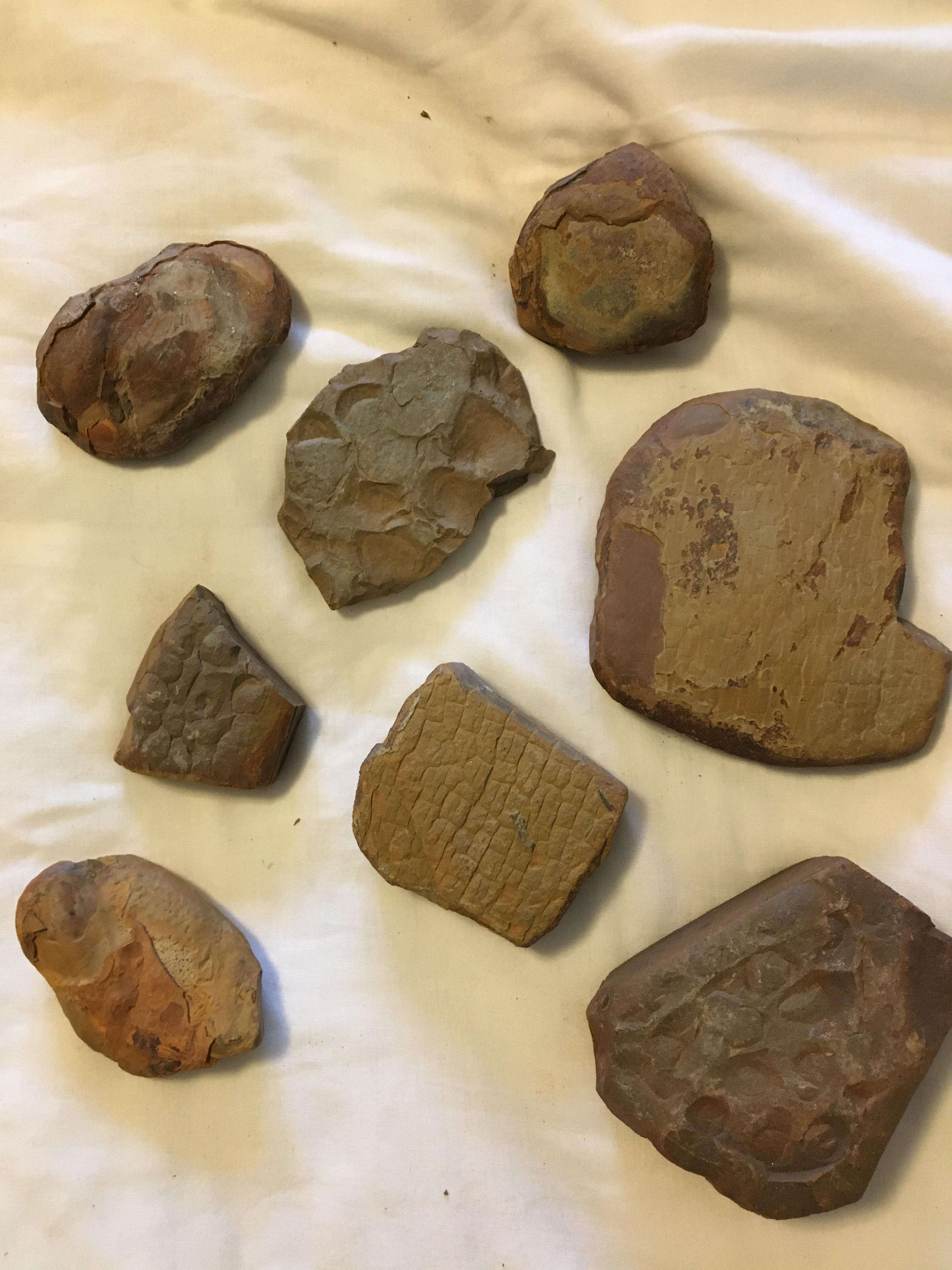 Found some marine fossils along the southern Oregon coast. Any idea