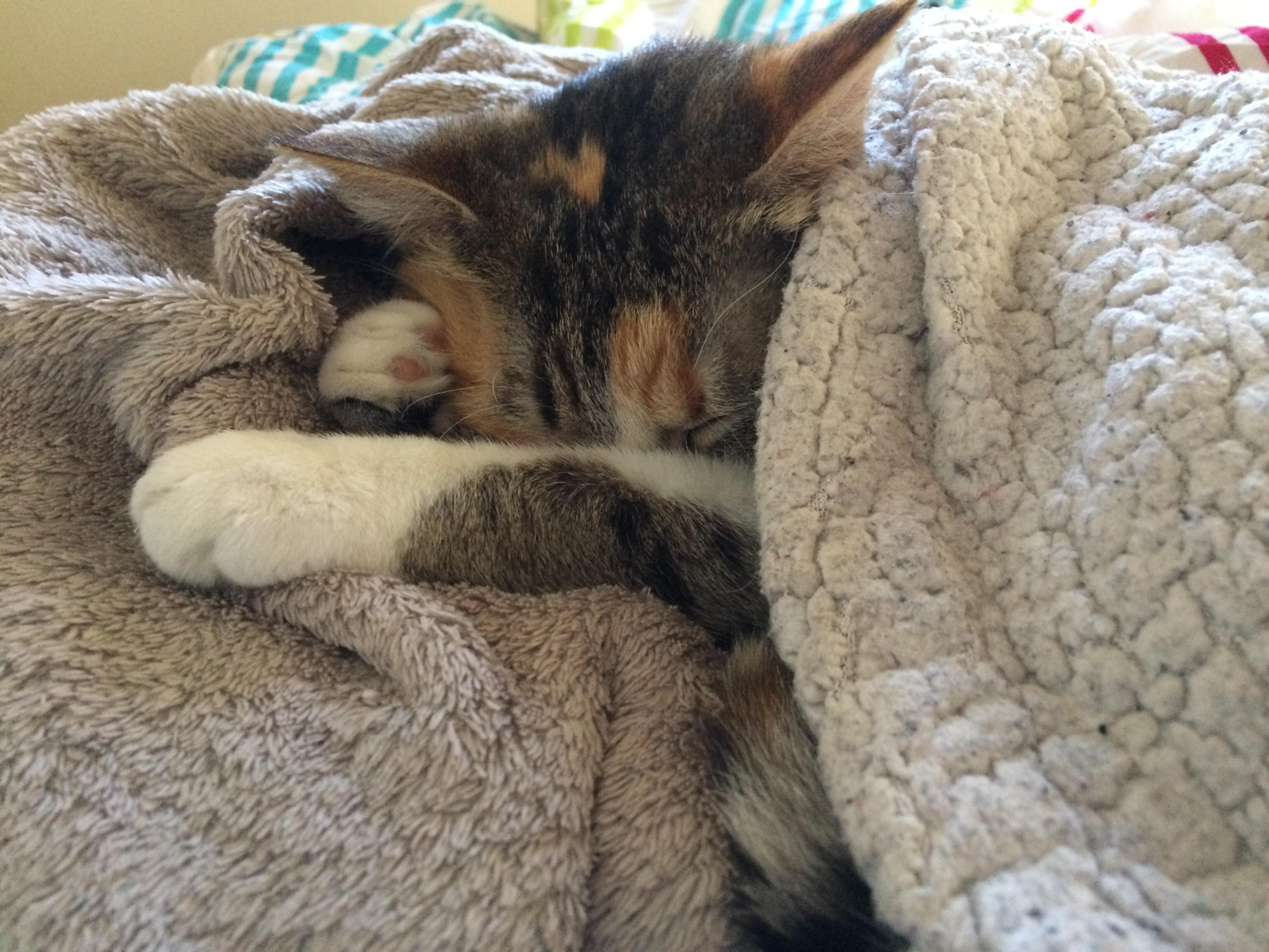 Spoiled cat steals warm blanket from her human (again). Human has no