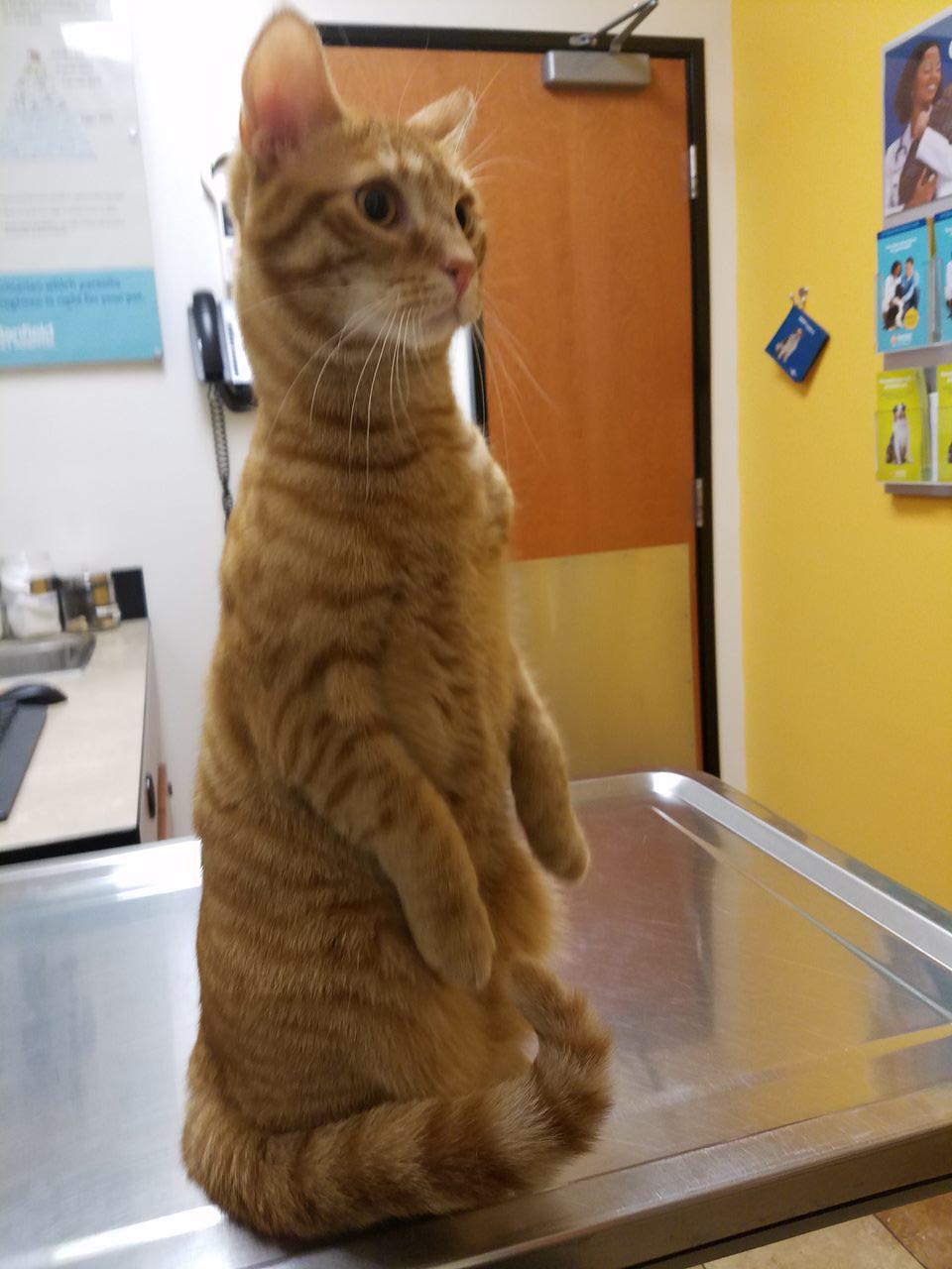 My cat Fuego's first vet visit. r/WhatsWrongWithYourCat