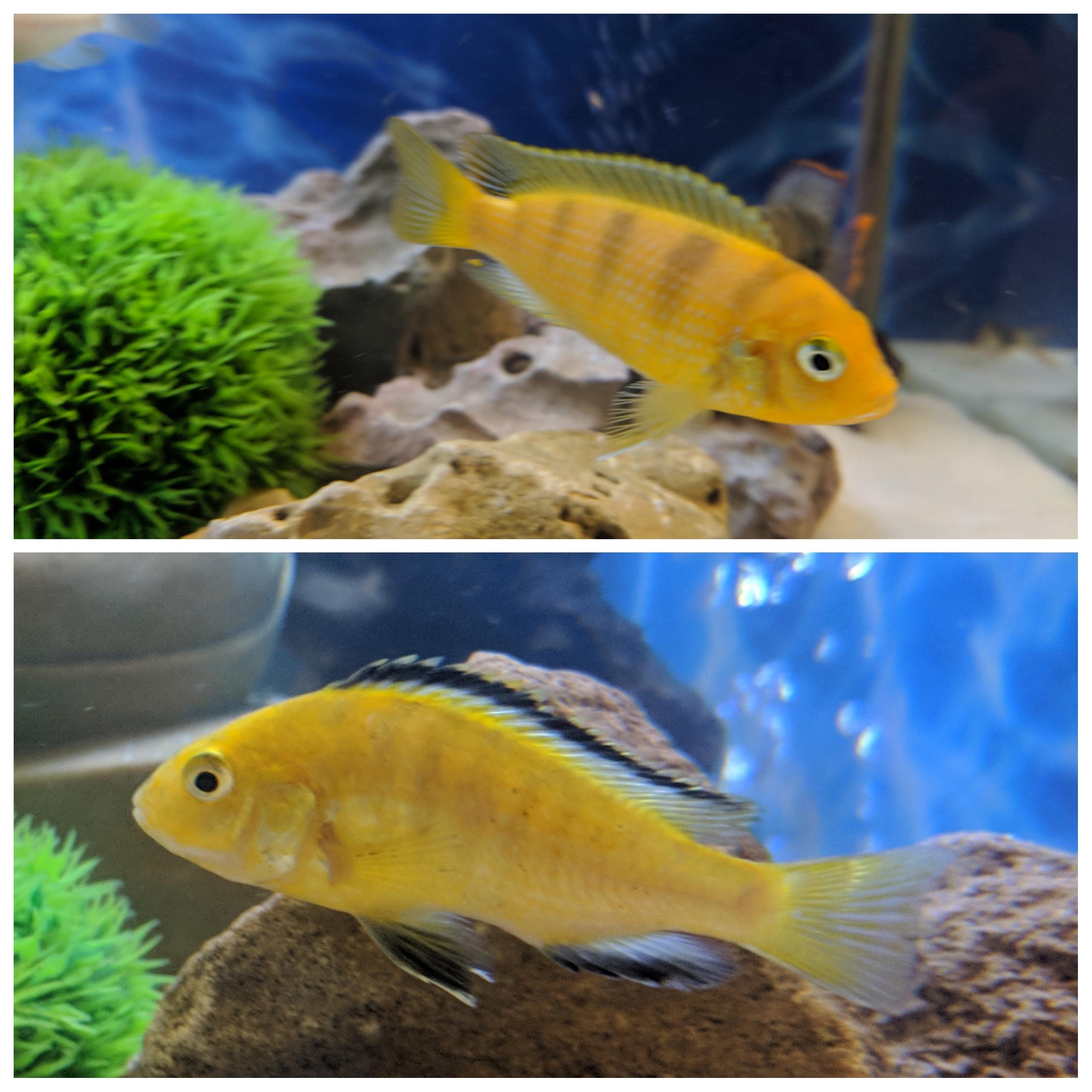 162 best Mbuna images on Pholder Aquariums, Cichlid and African Cichlids