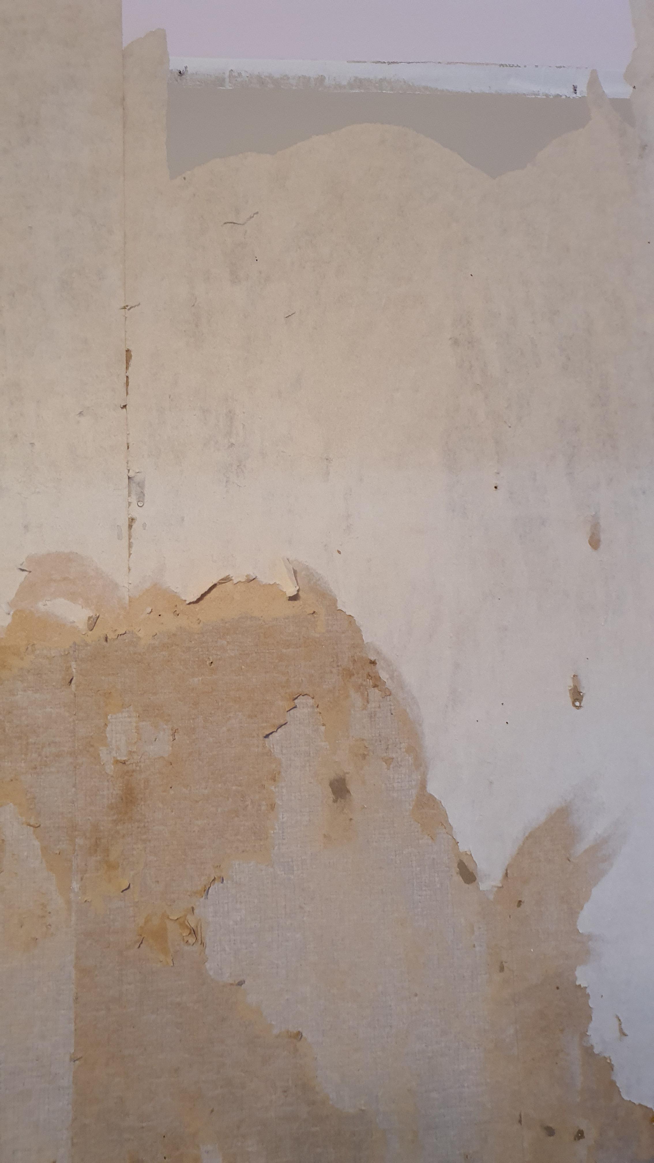 Have we peeled too much wallpaper before painting? r/diynz