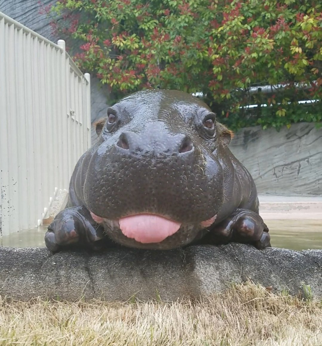A baby hippo r/aww