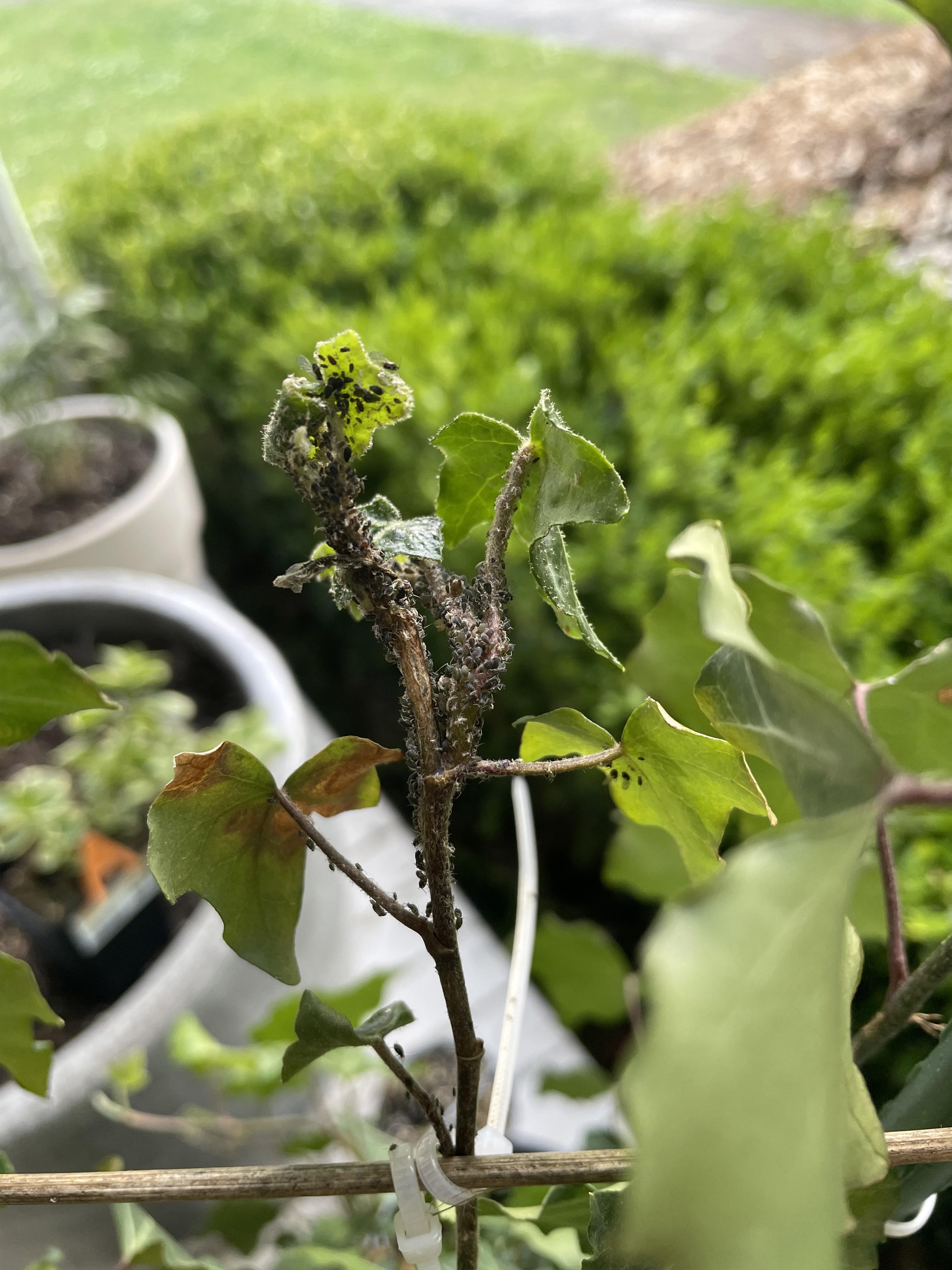 WTH are these bugs on potted ivy I’m trying to train for a privacy