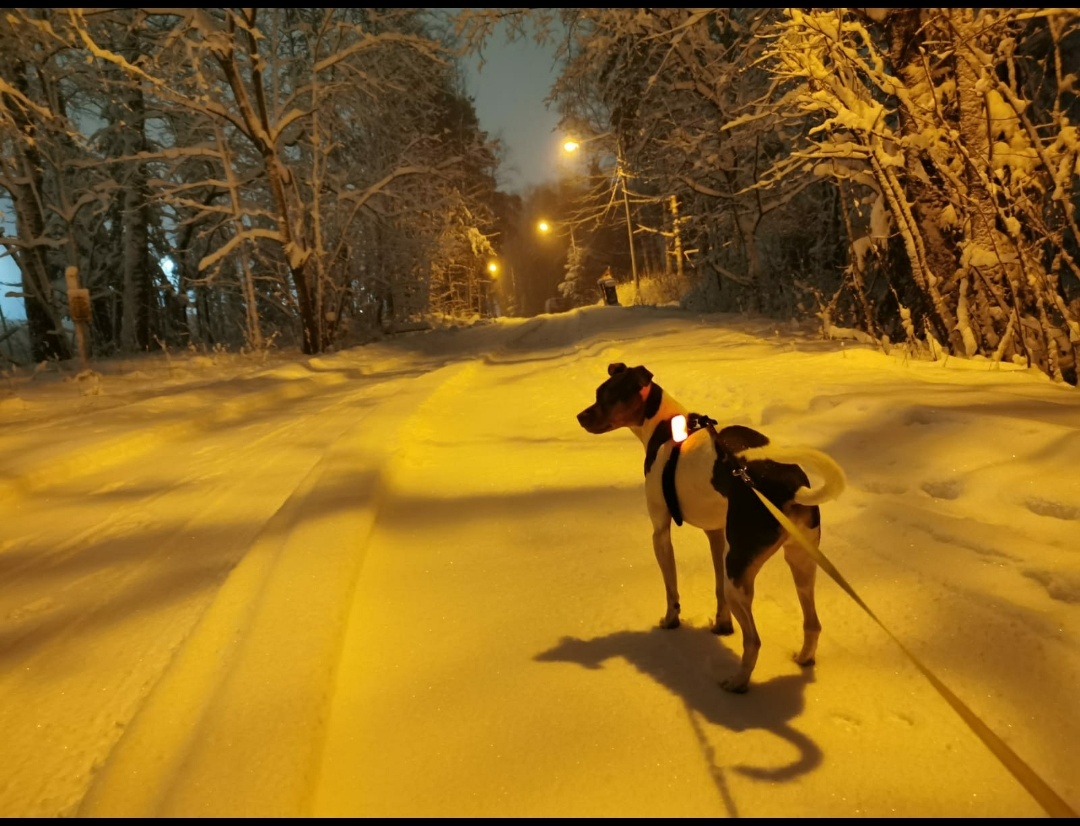 My dog walking at night r/pics
