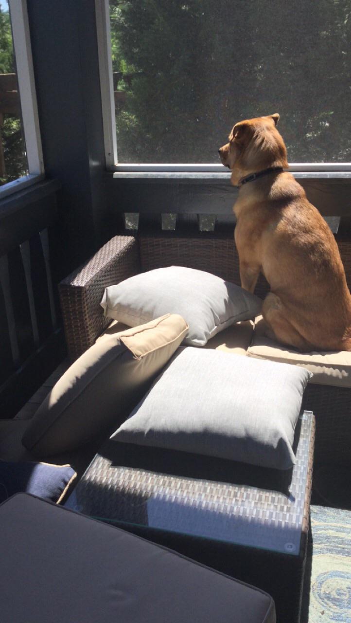 My dog pushes the pillows off the couch so she can sit r/aww