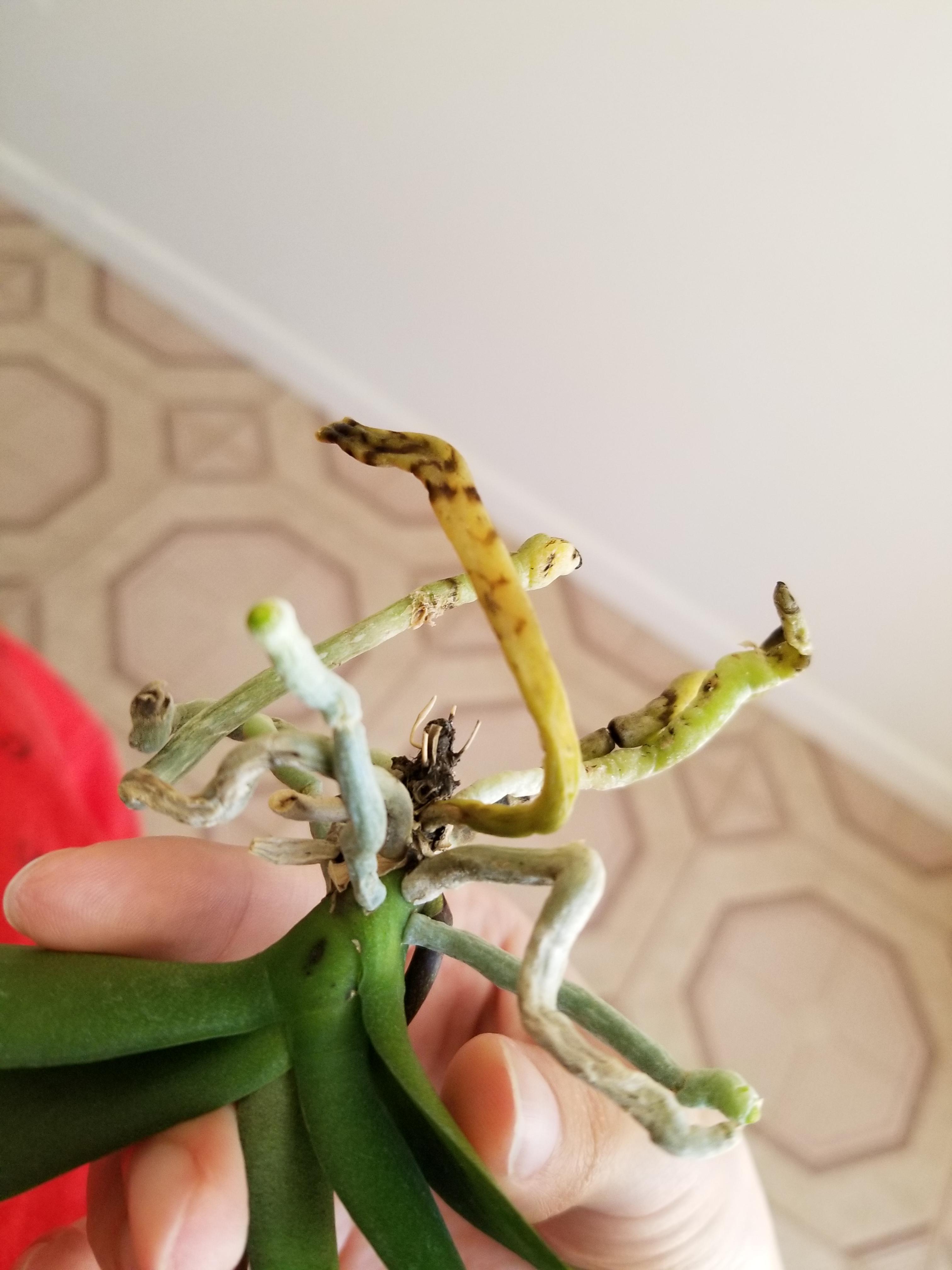 My orchid leaves are getting droopy, and this once green root is