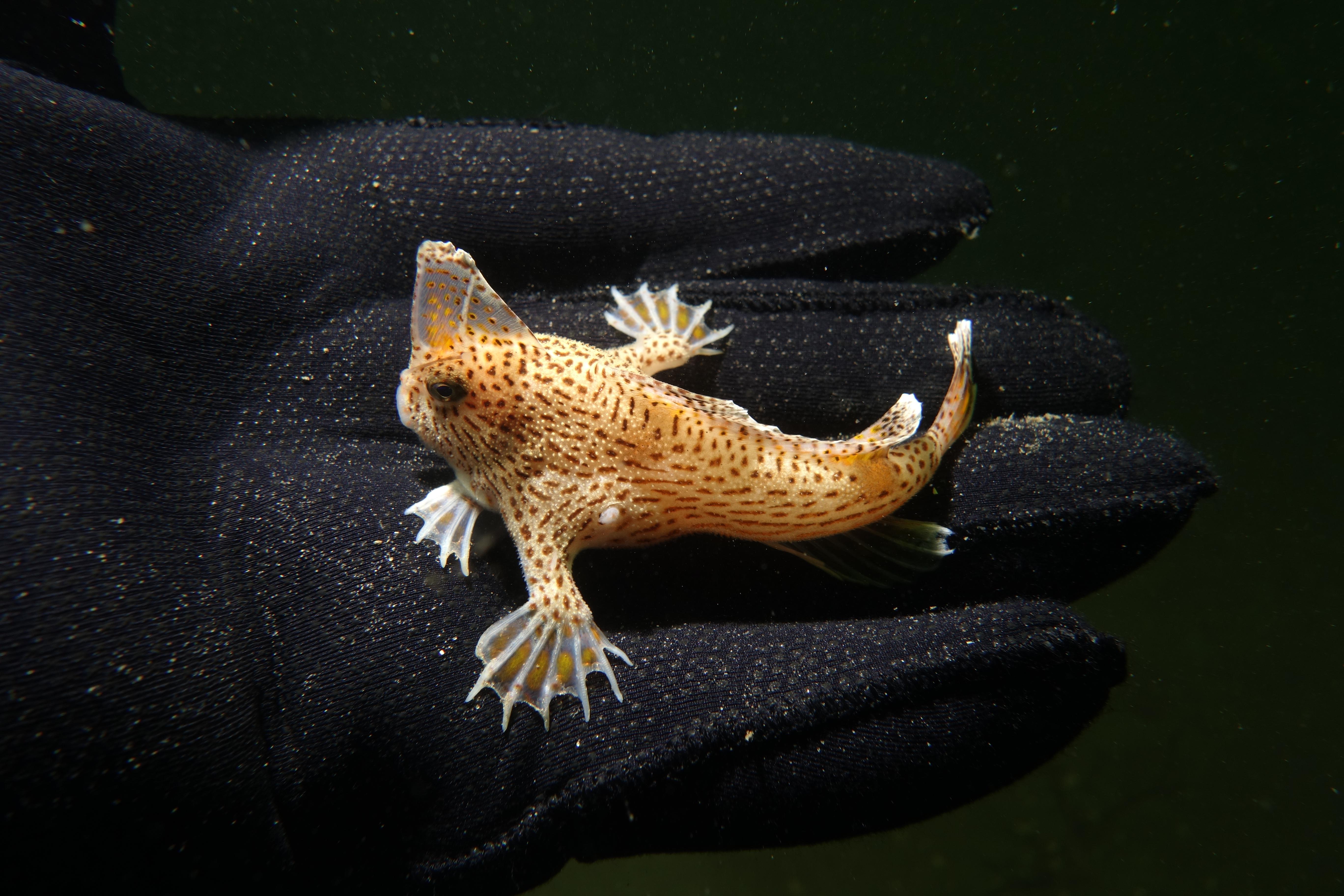 The Endangered Spotted Handfish r/Fish