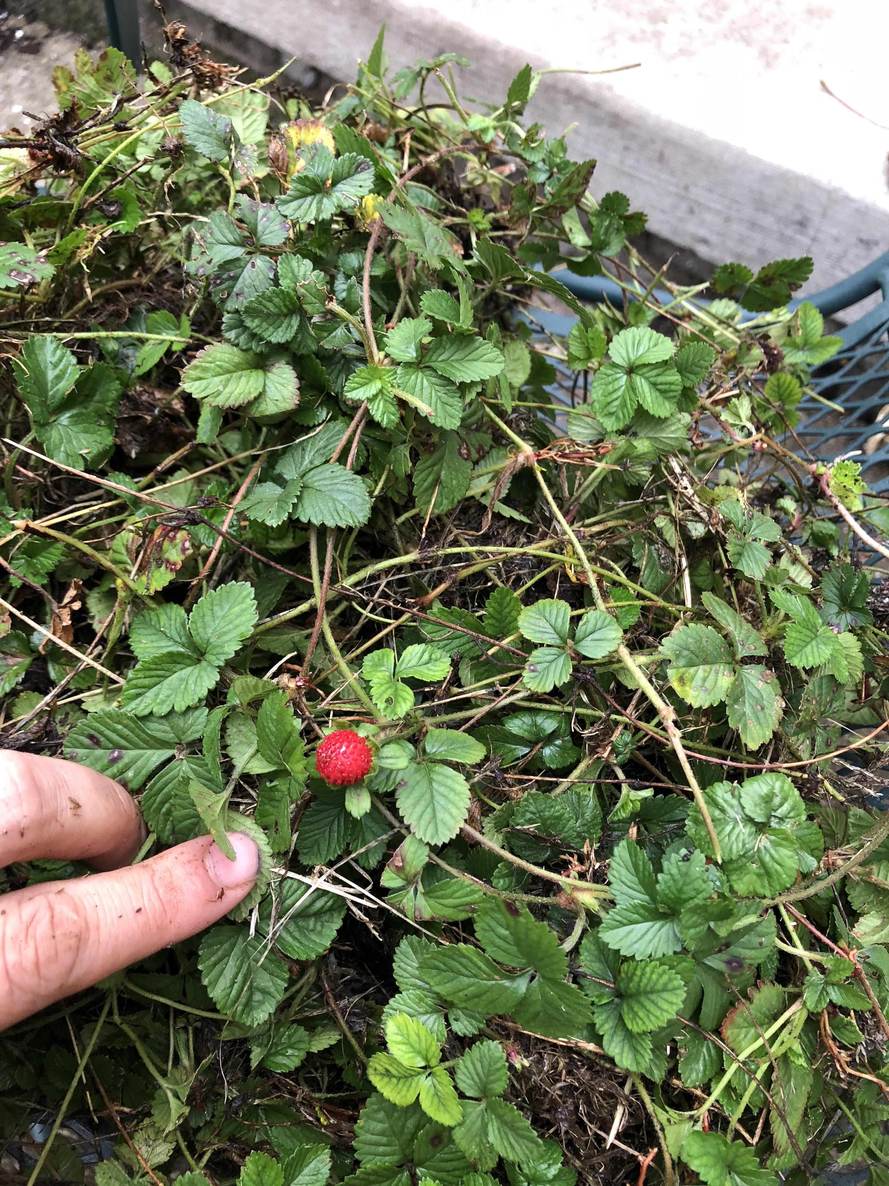 Are these wild strawberries and are they edible r/whatsthisplant