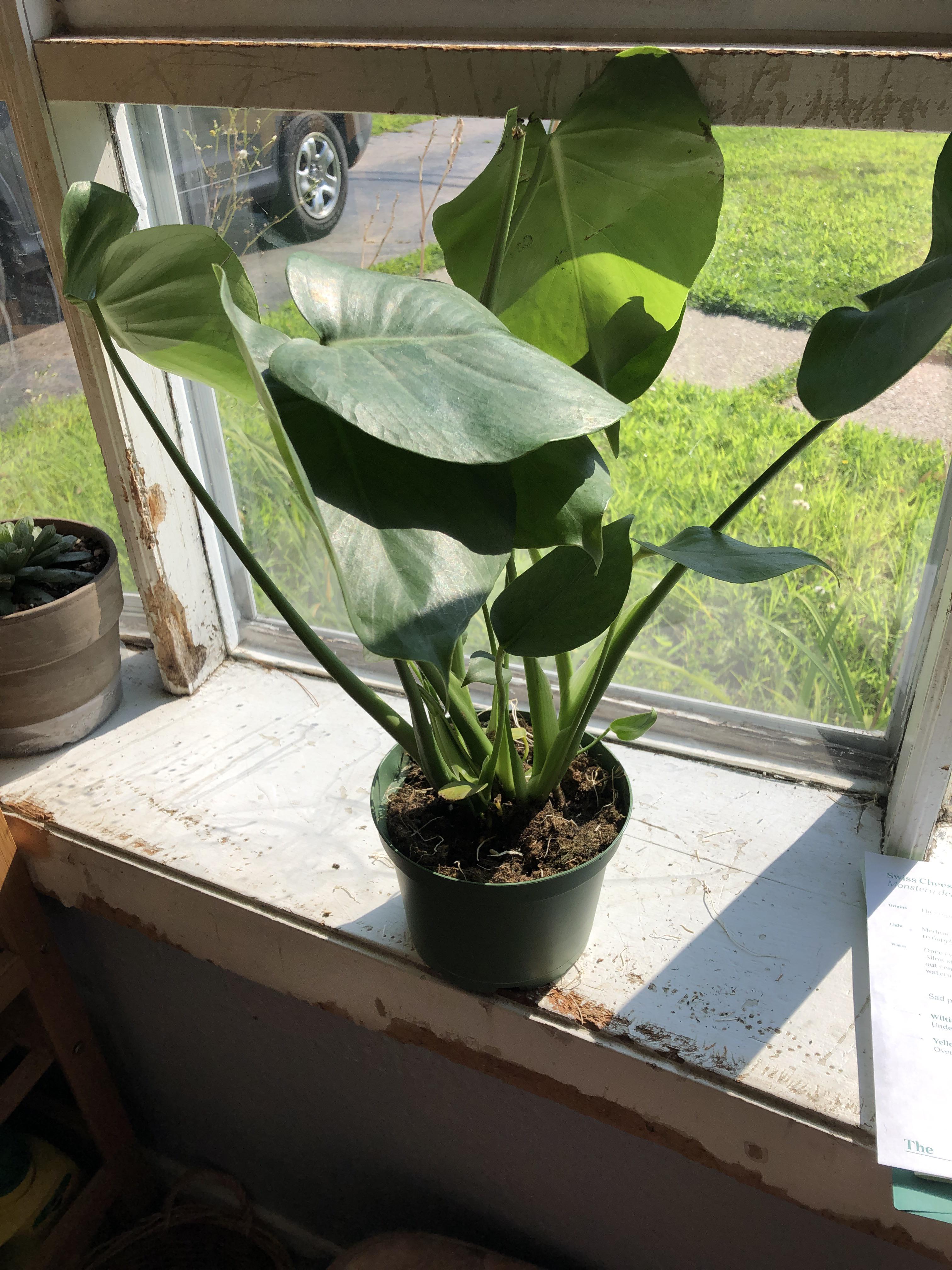 Just got my first monstera delicosa looks root bound — how big do I