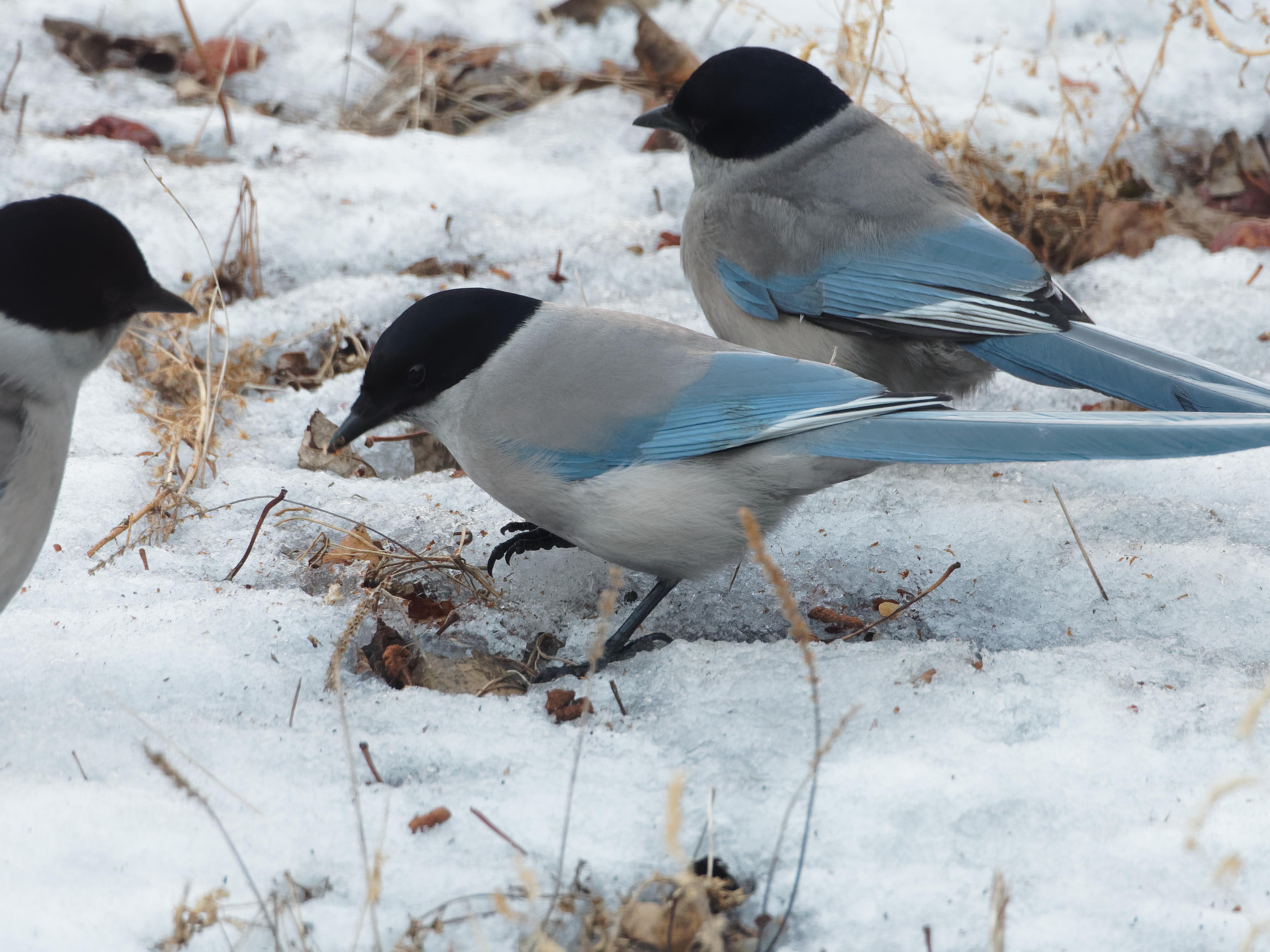 near Vladivostok, Russia. Some rare bird r/whatsthisbird
