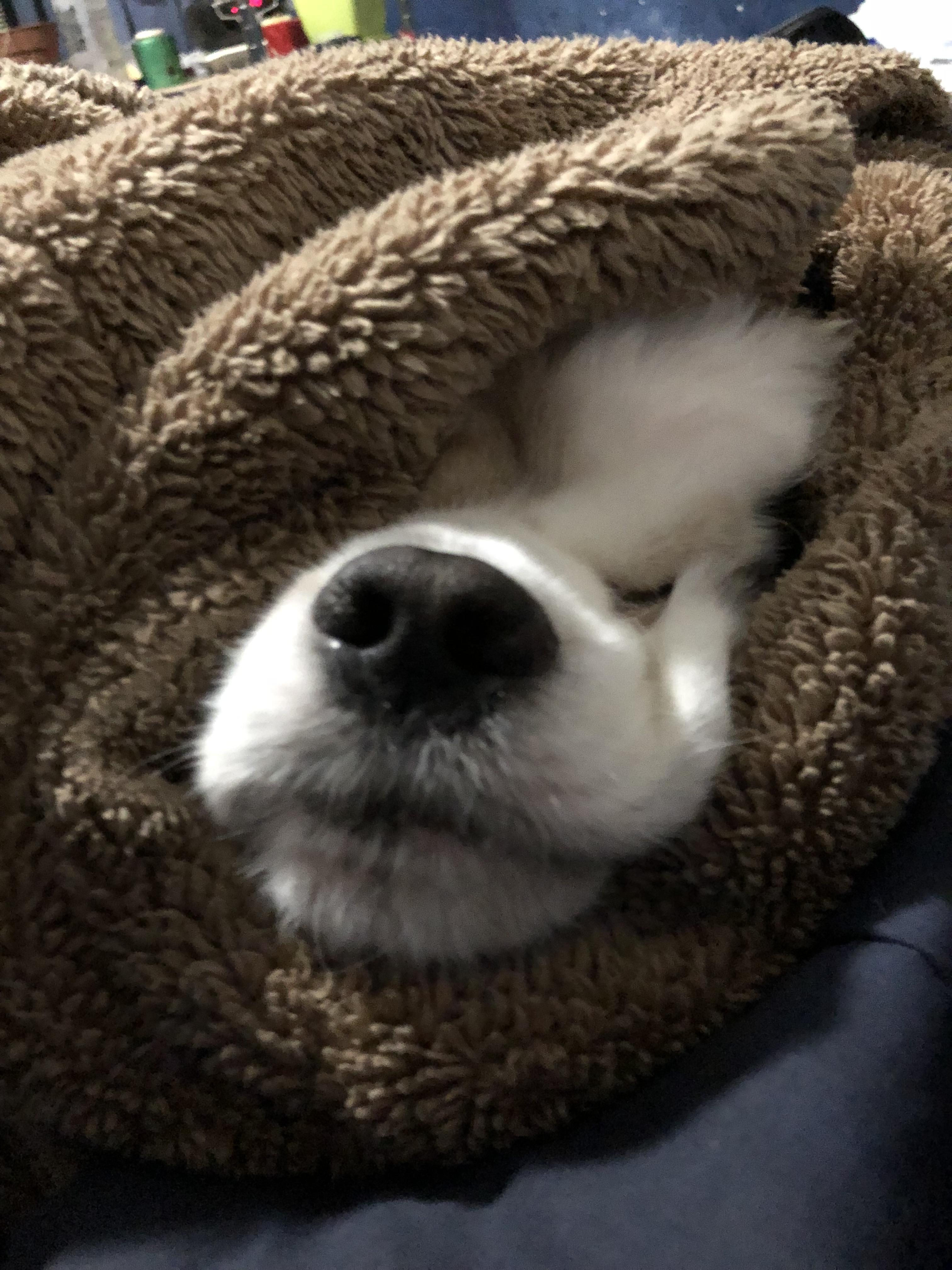 Hi would you like a delicious dog wrap? r/cockerspaniel