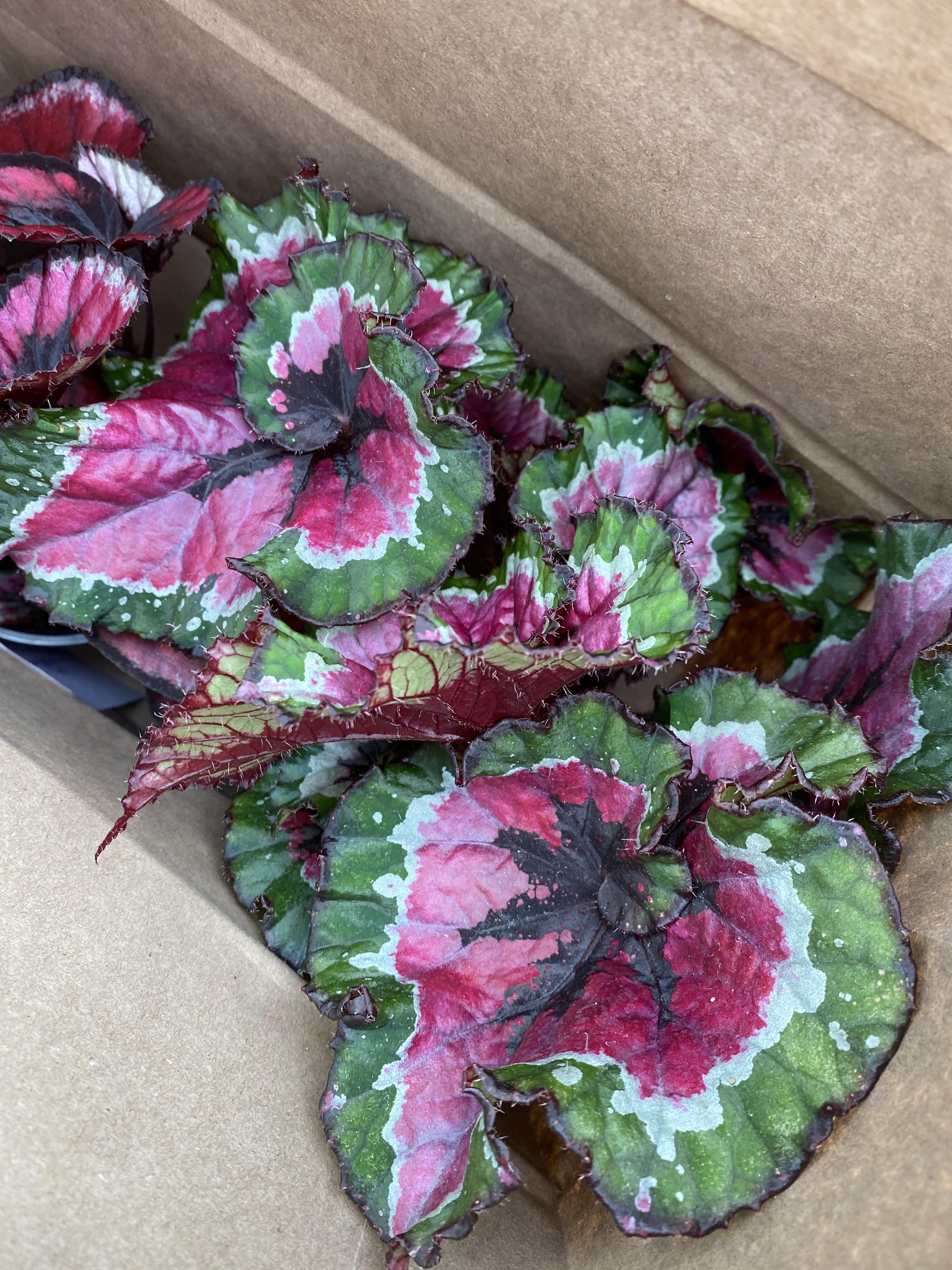 Just picked up this begonia escargot! I’m amazed by how many different